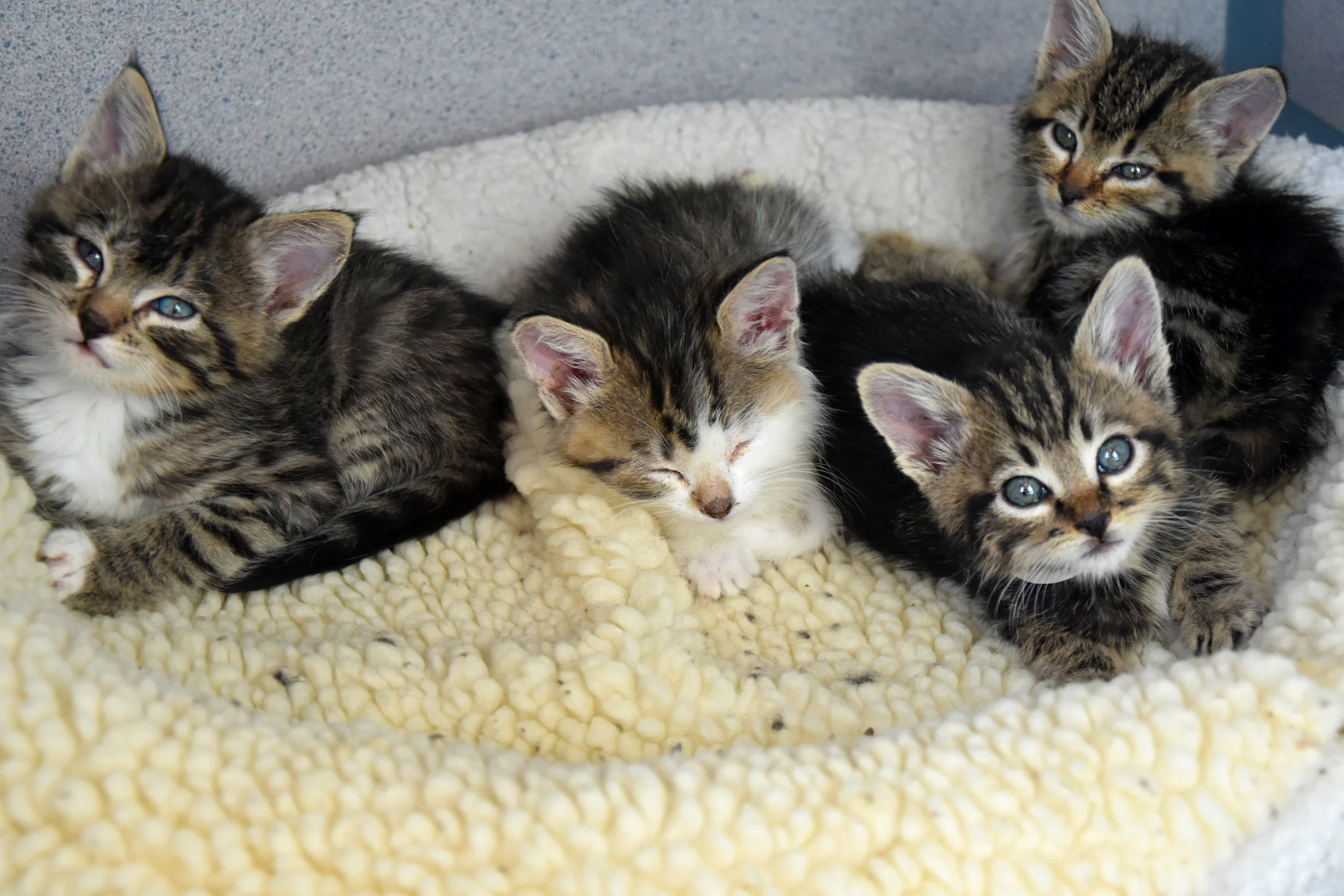 Kittens3.jpg
