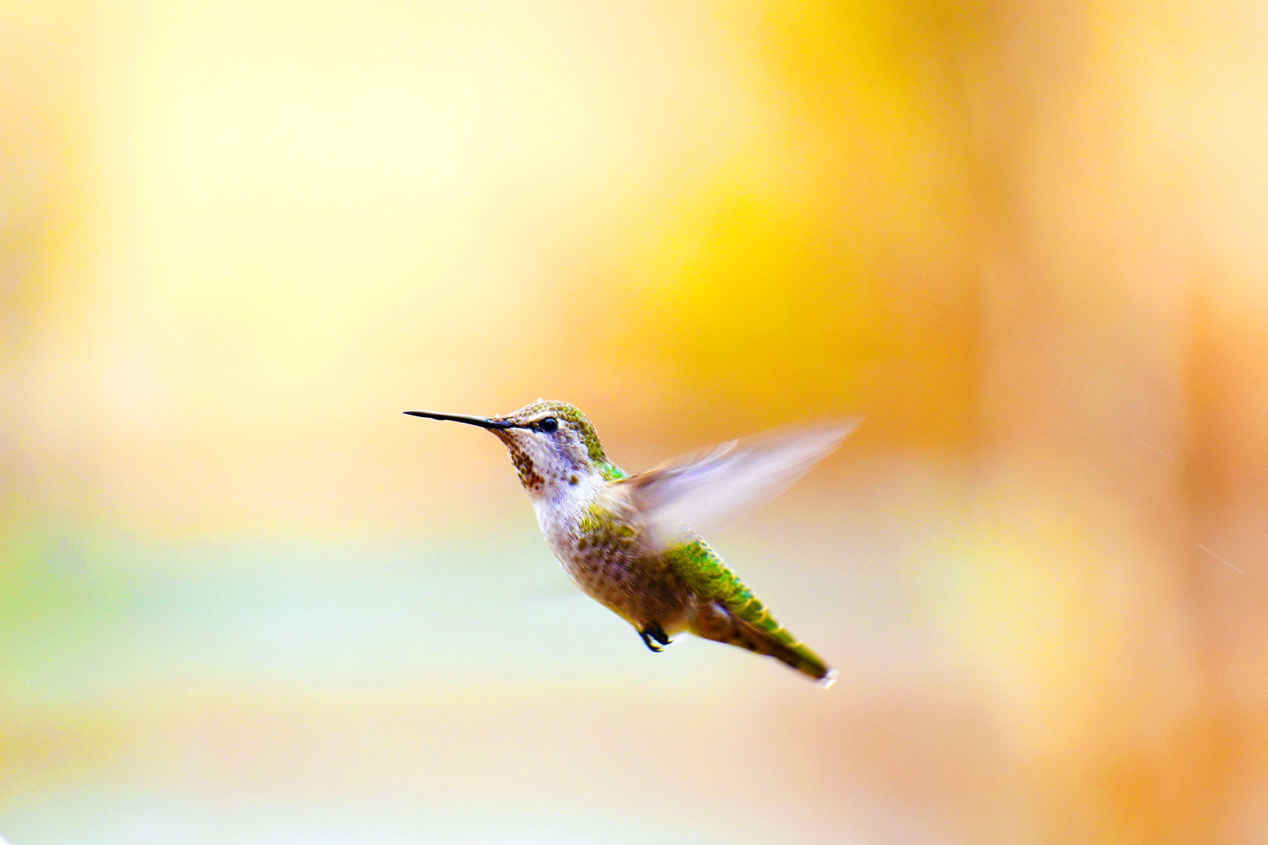 HummingbirdVibrant.jpeg