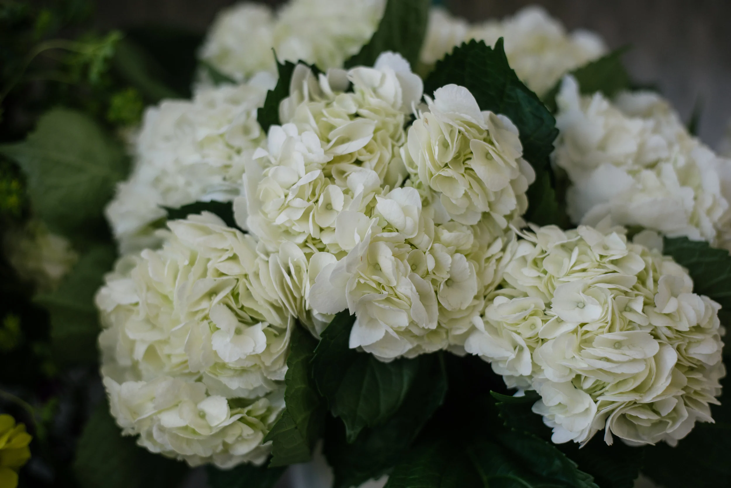 DSC_0607-Edit.jpg