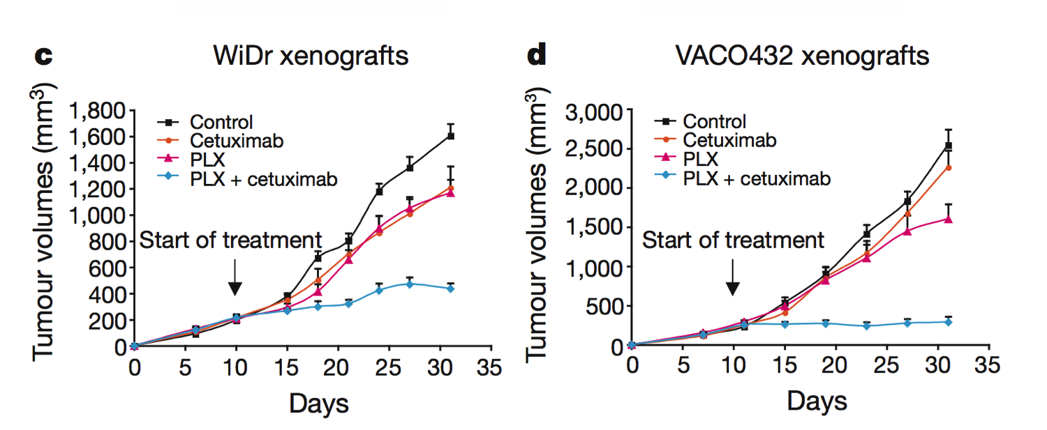 Mouse models confirm the initial cell line findings