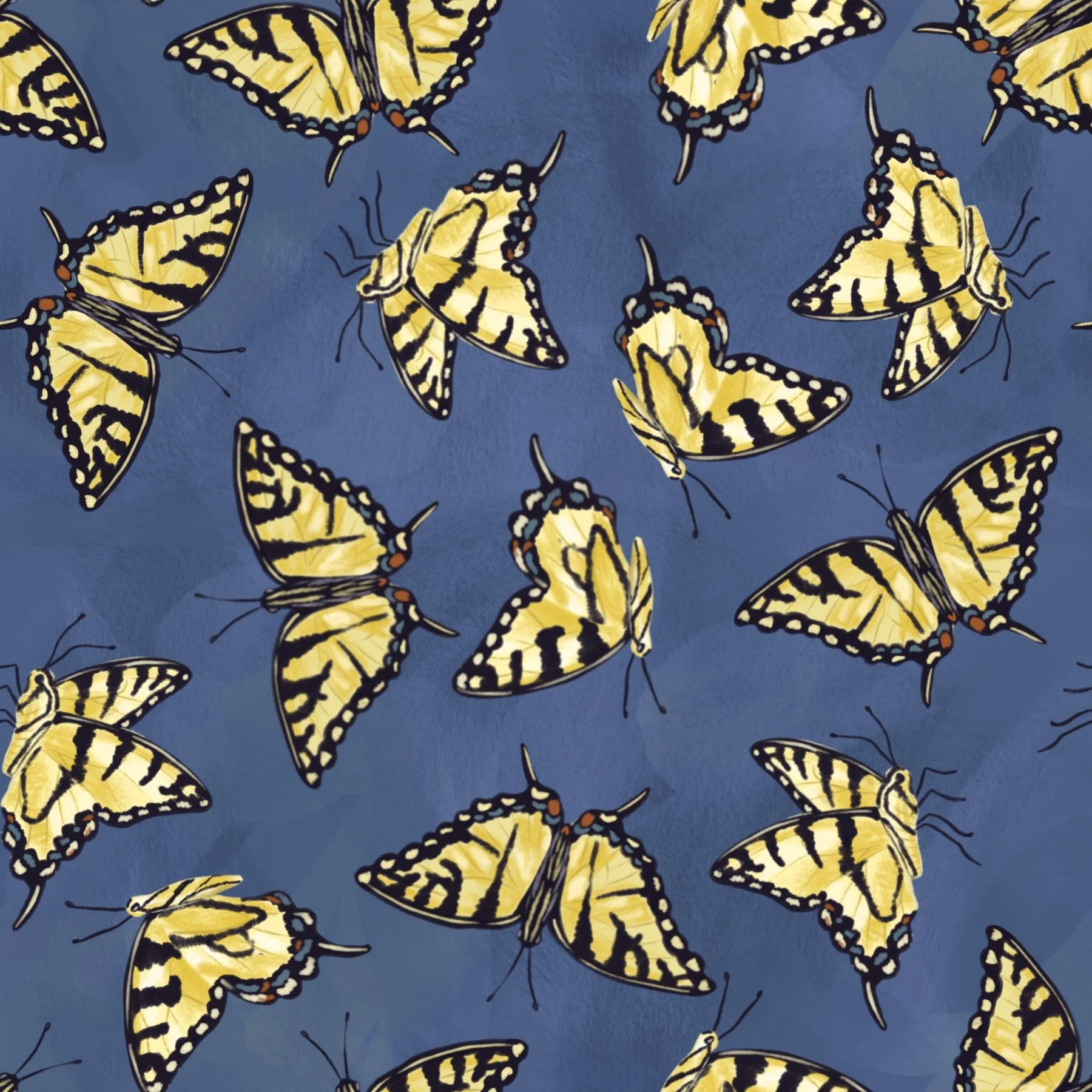 Swallowtail_On_Blue.jpg