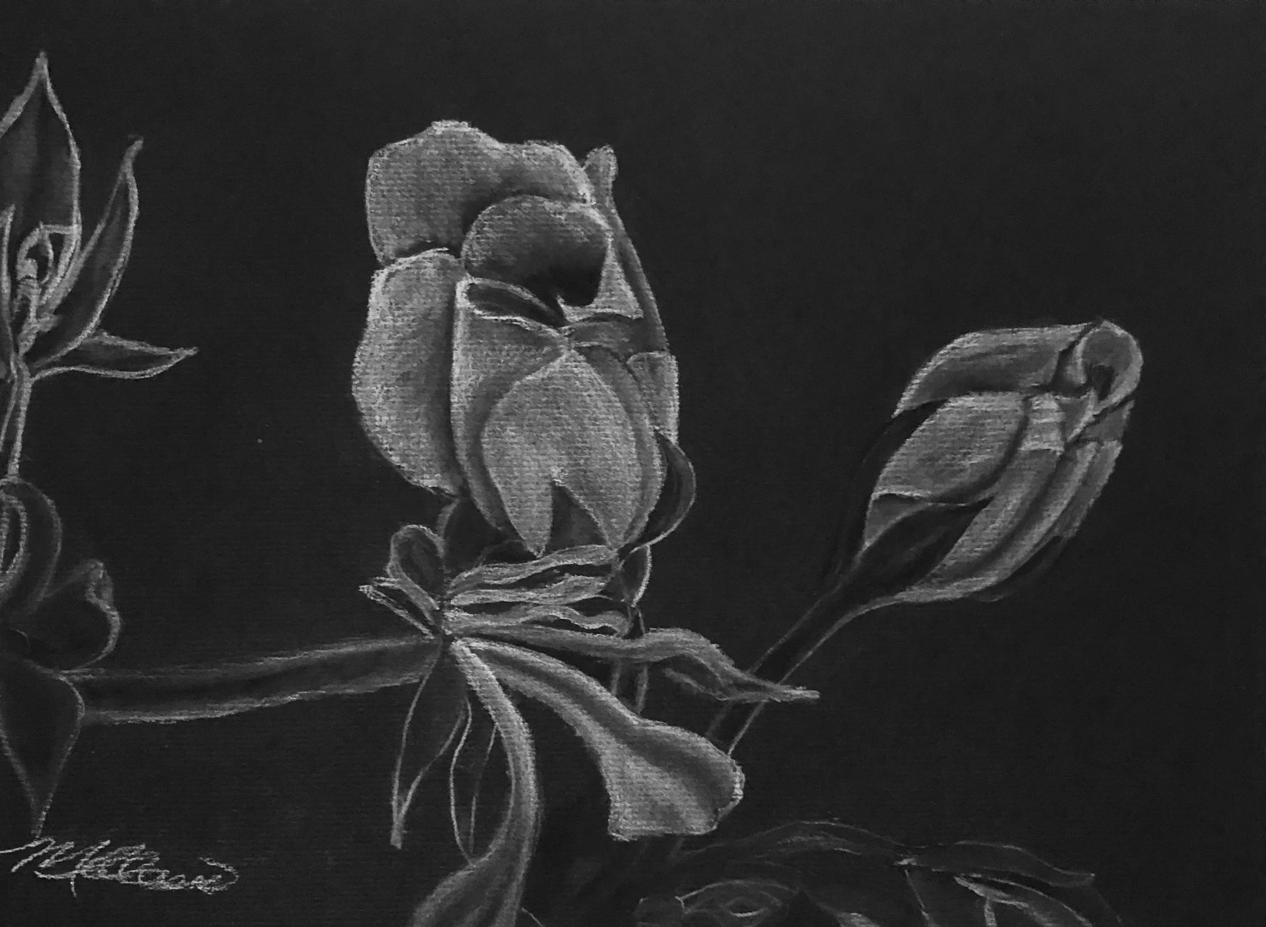 Rose Buds