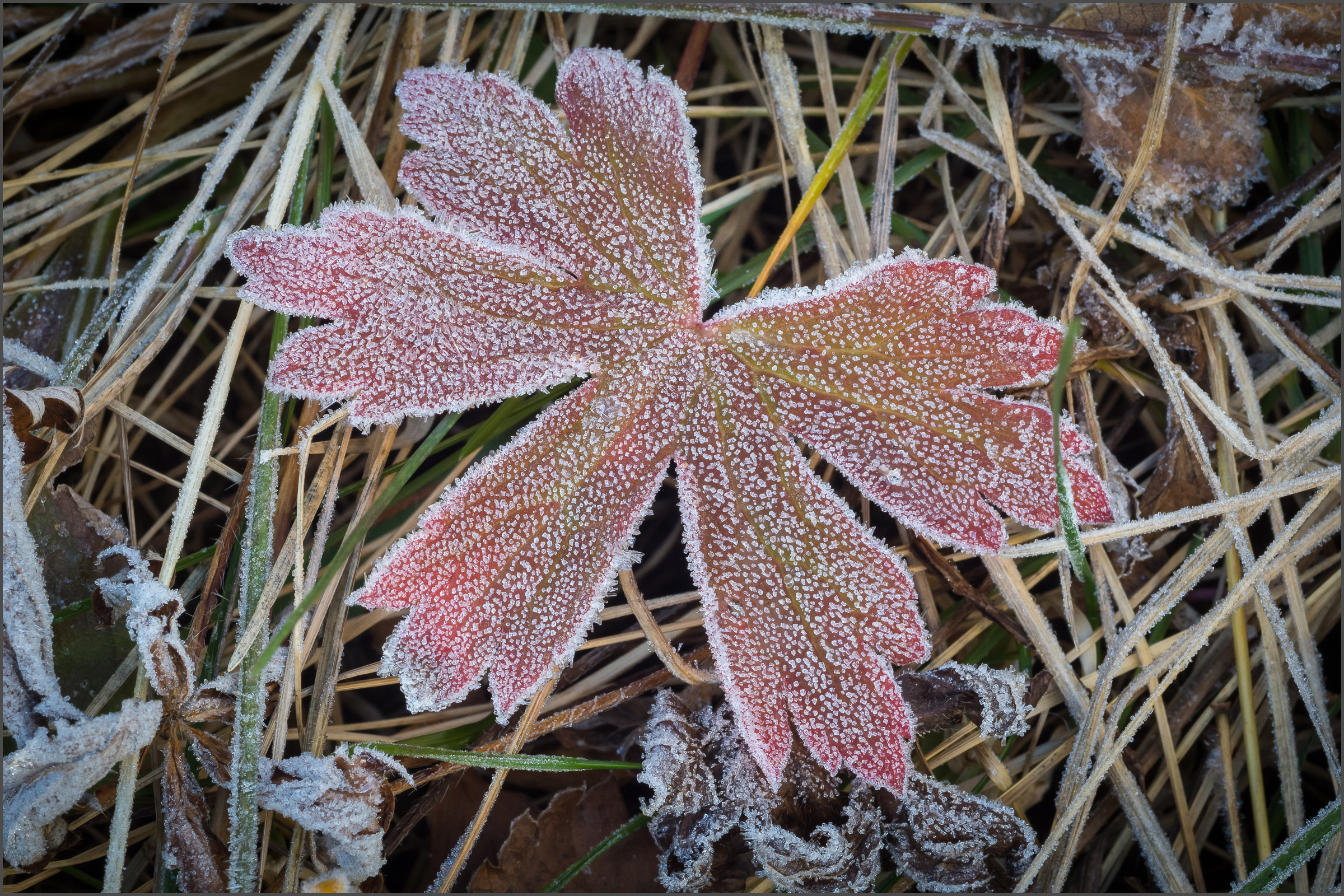 Morning Frost