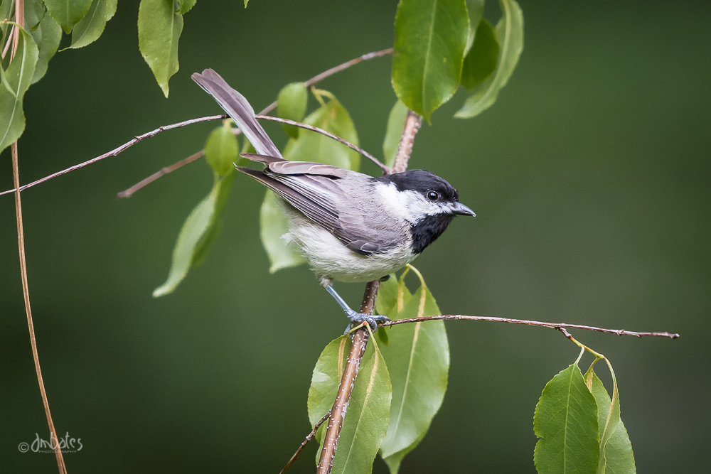Black-capped Chickadee