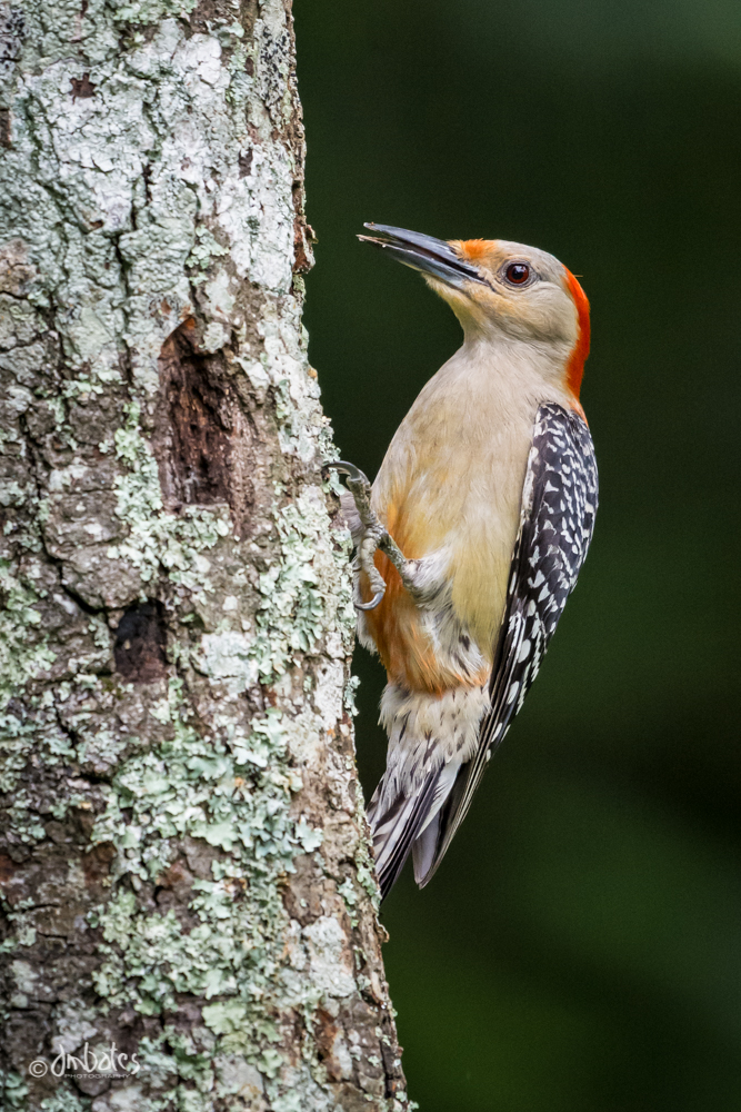 Red-bellied Woodpecker