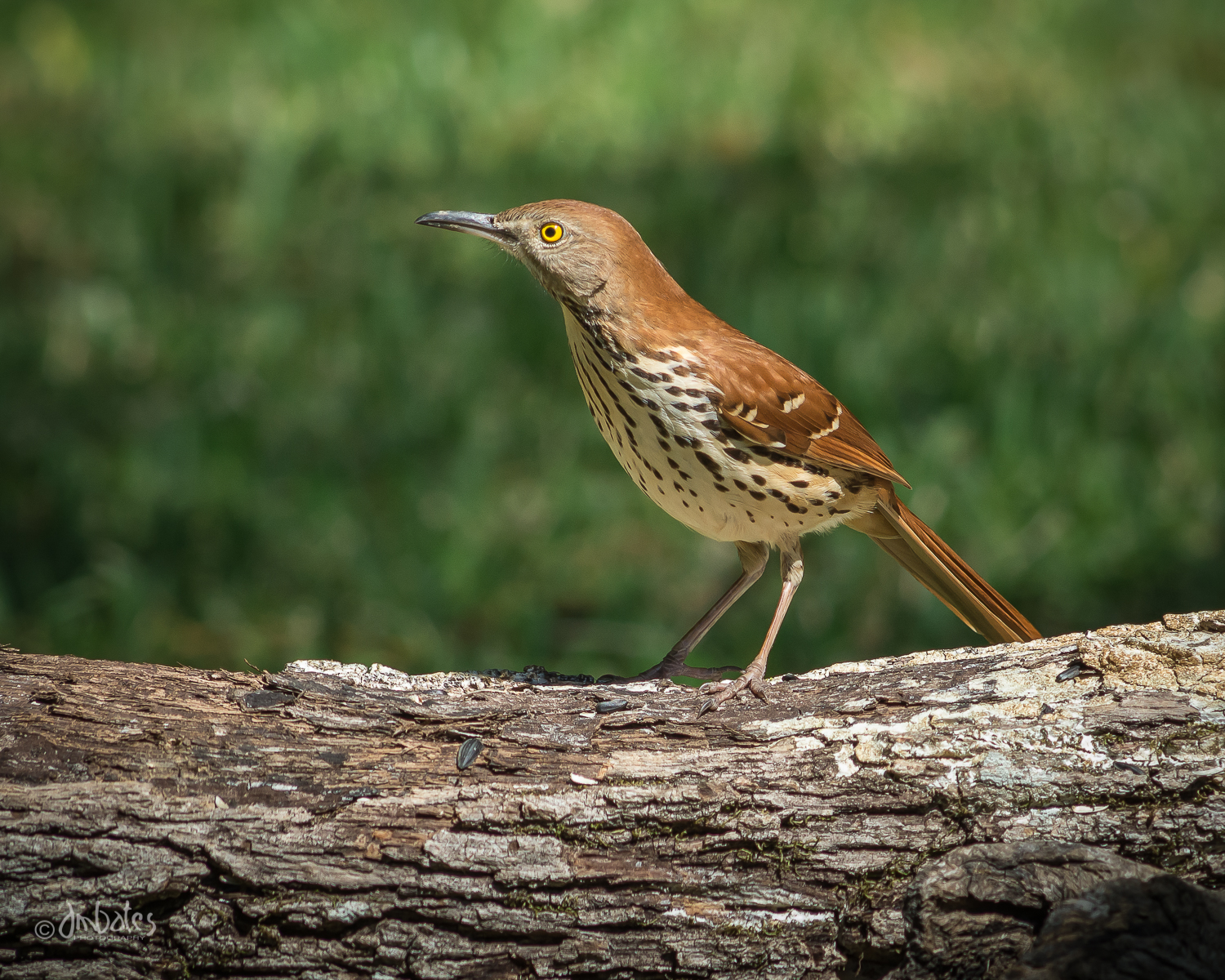 Brown Thrasher