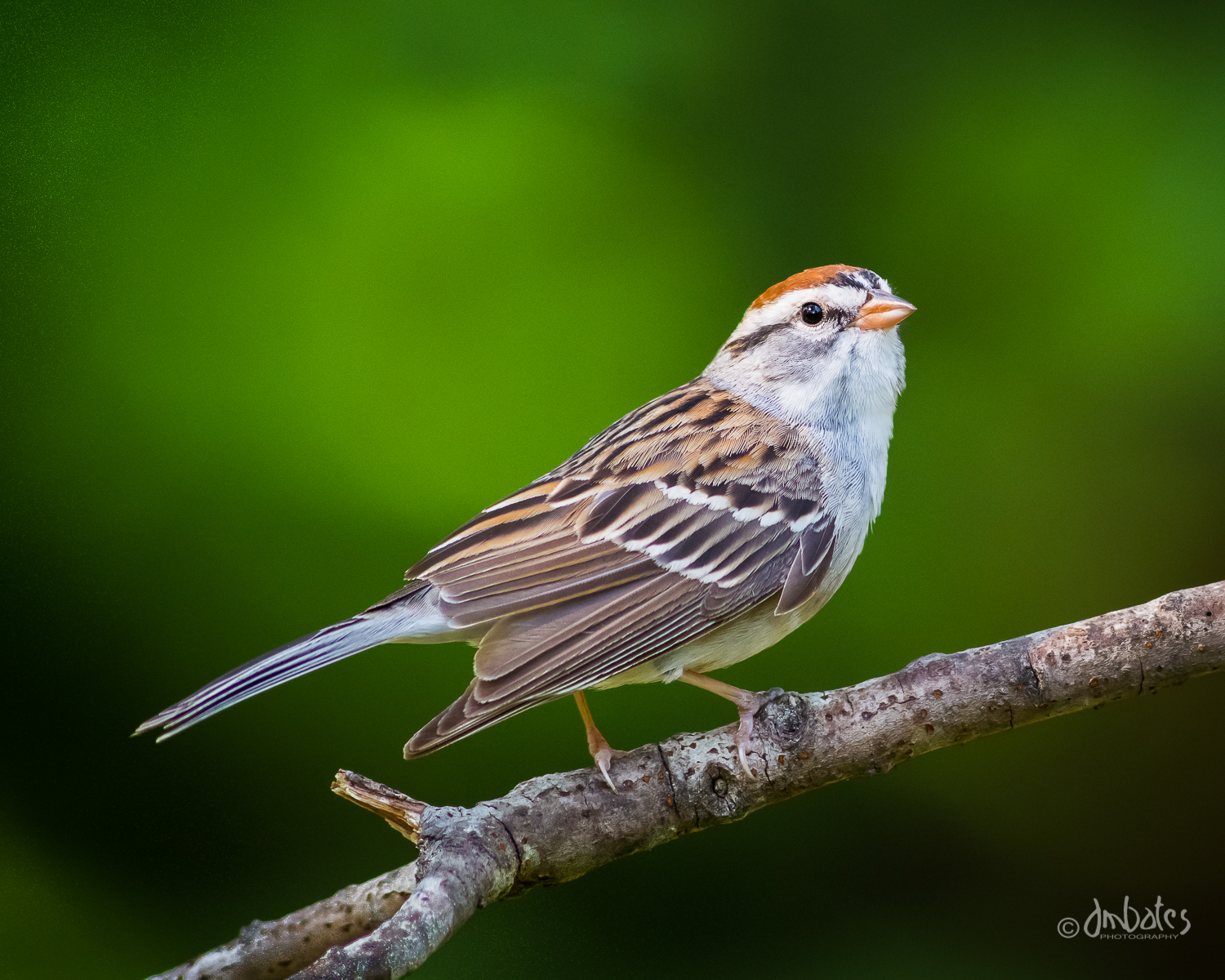 Chipping Sparrow