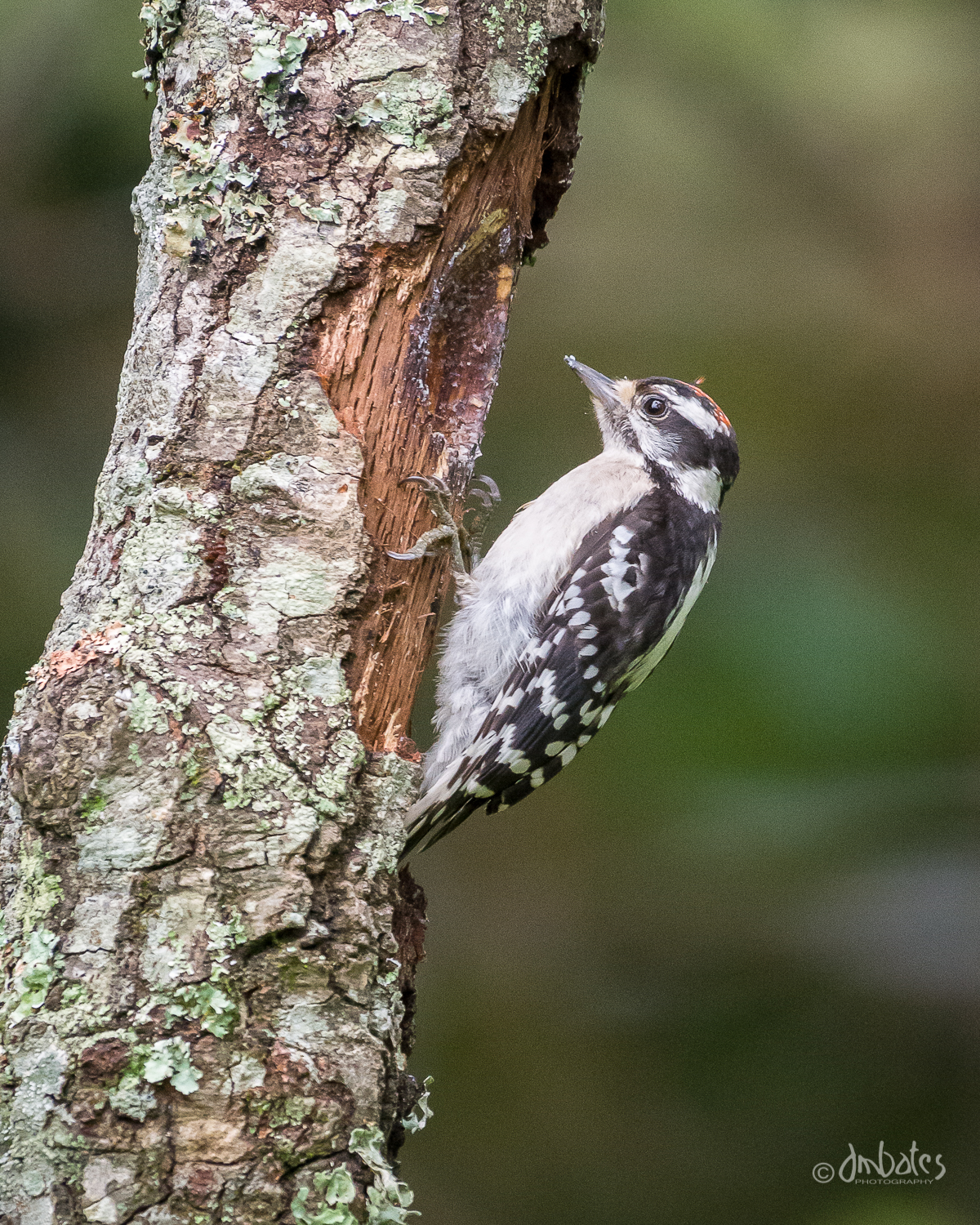 Immature Male Downy Woodpecker