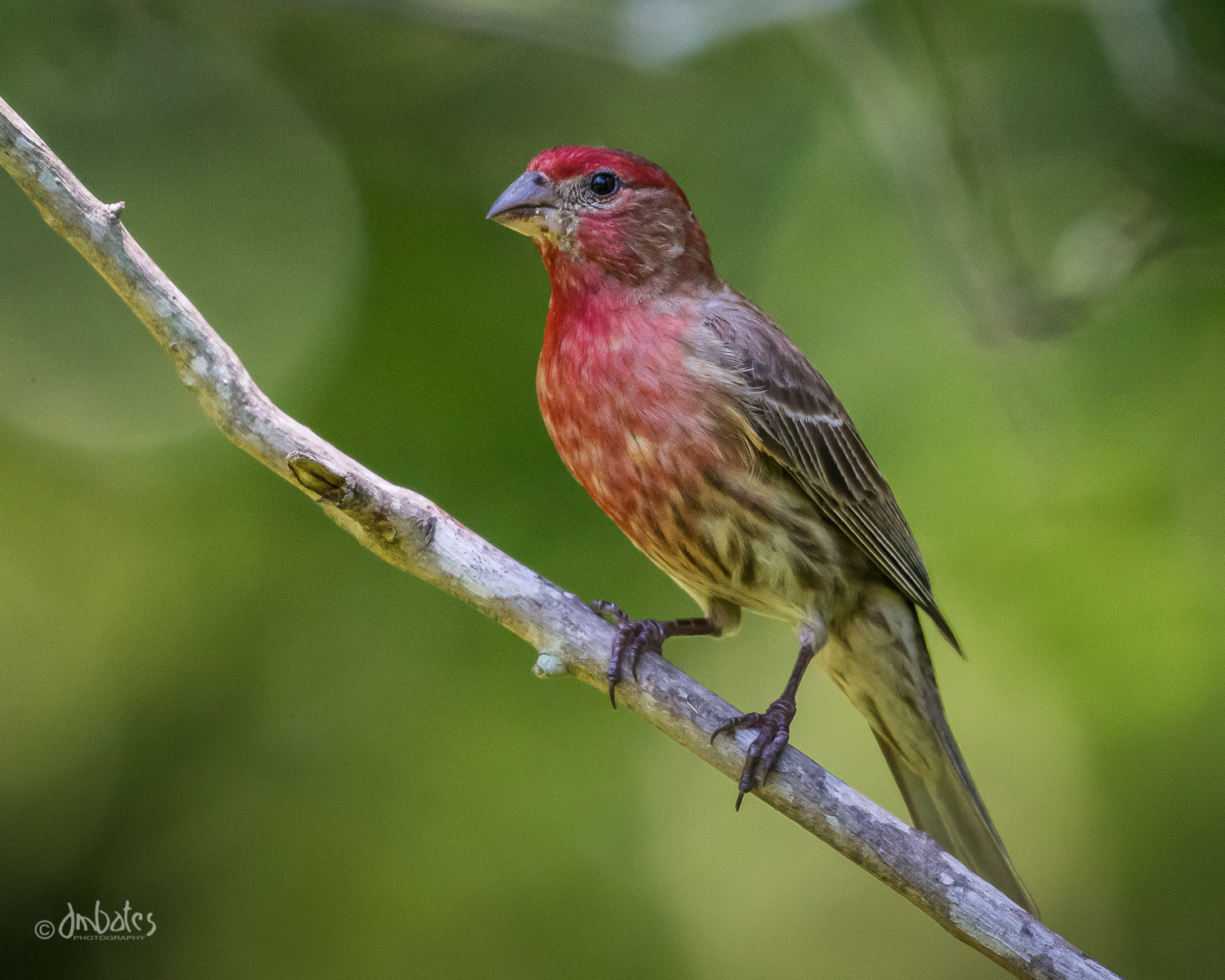 Male House Finch