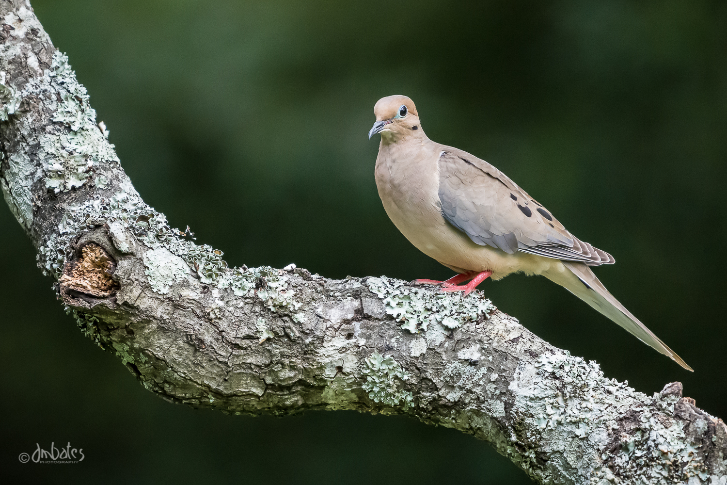 Mourning Dove