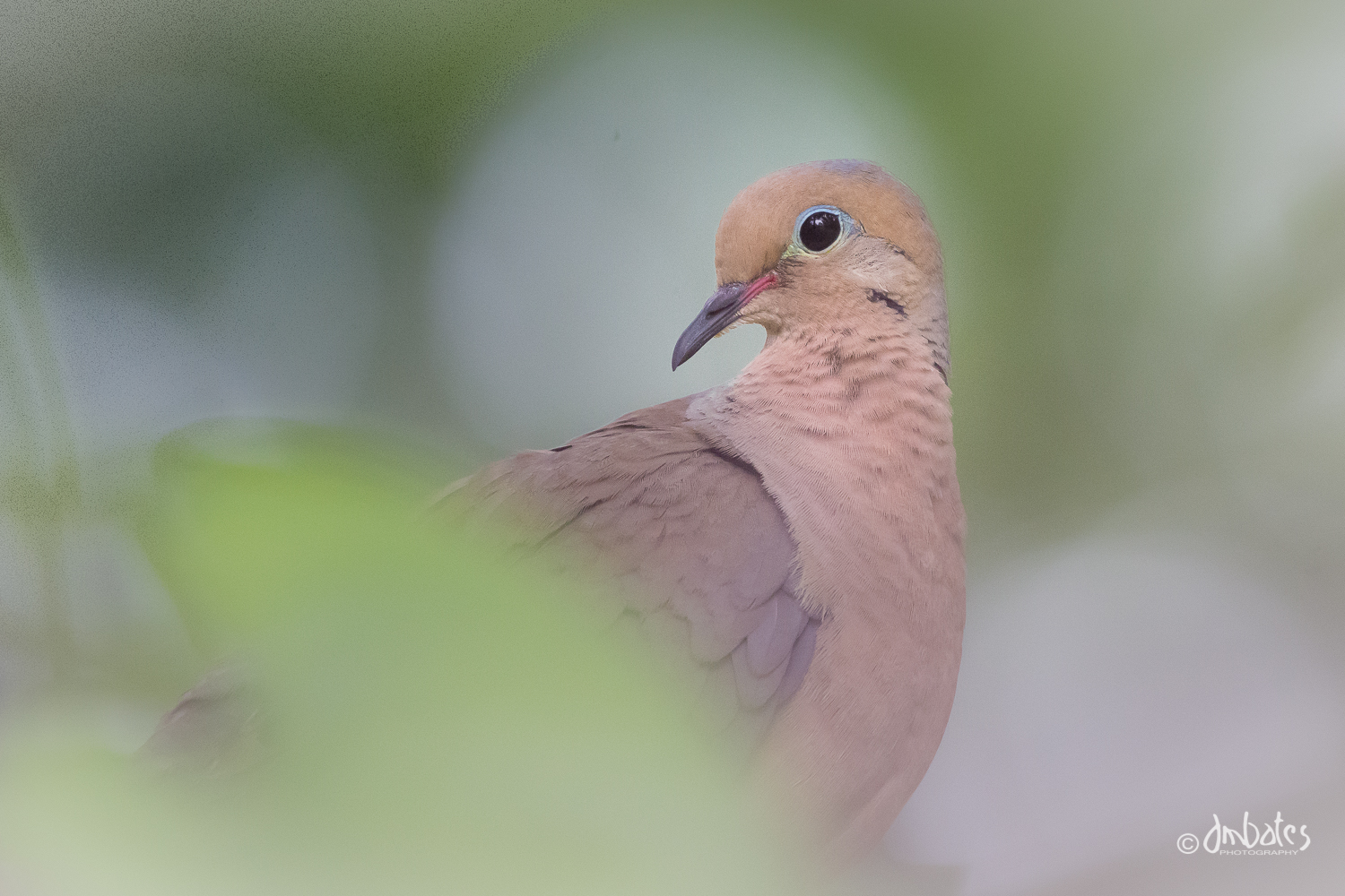 Mourning Dove