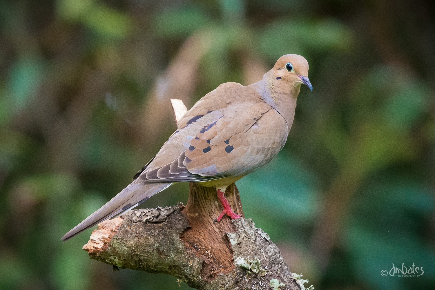 Mourning Dove