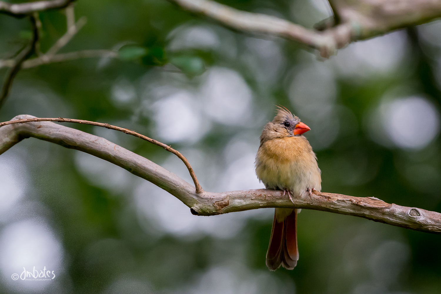 Immature Northern Cardinal