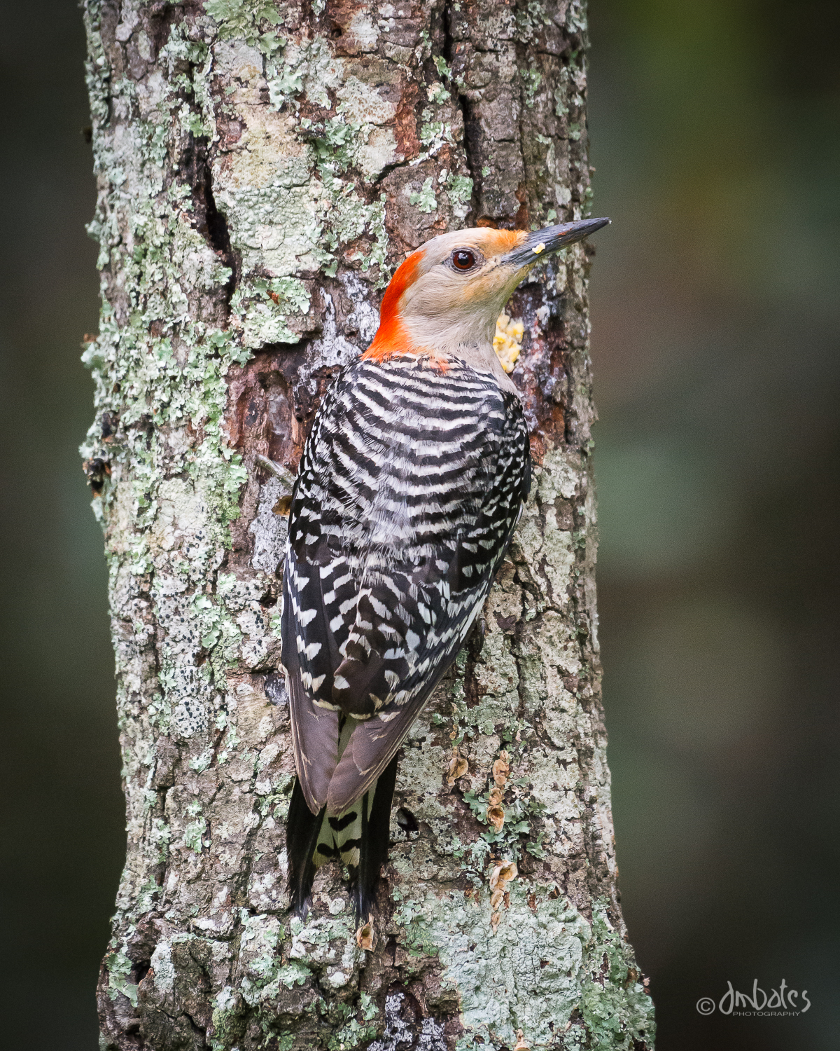 Red-bellied Woodpecker, Female