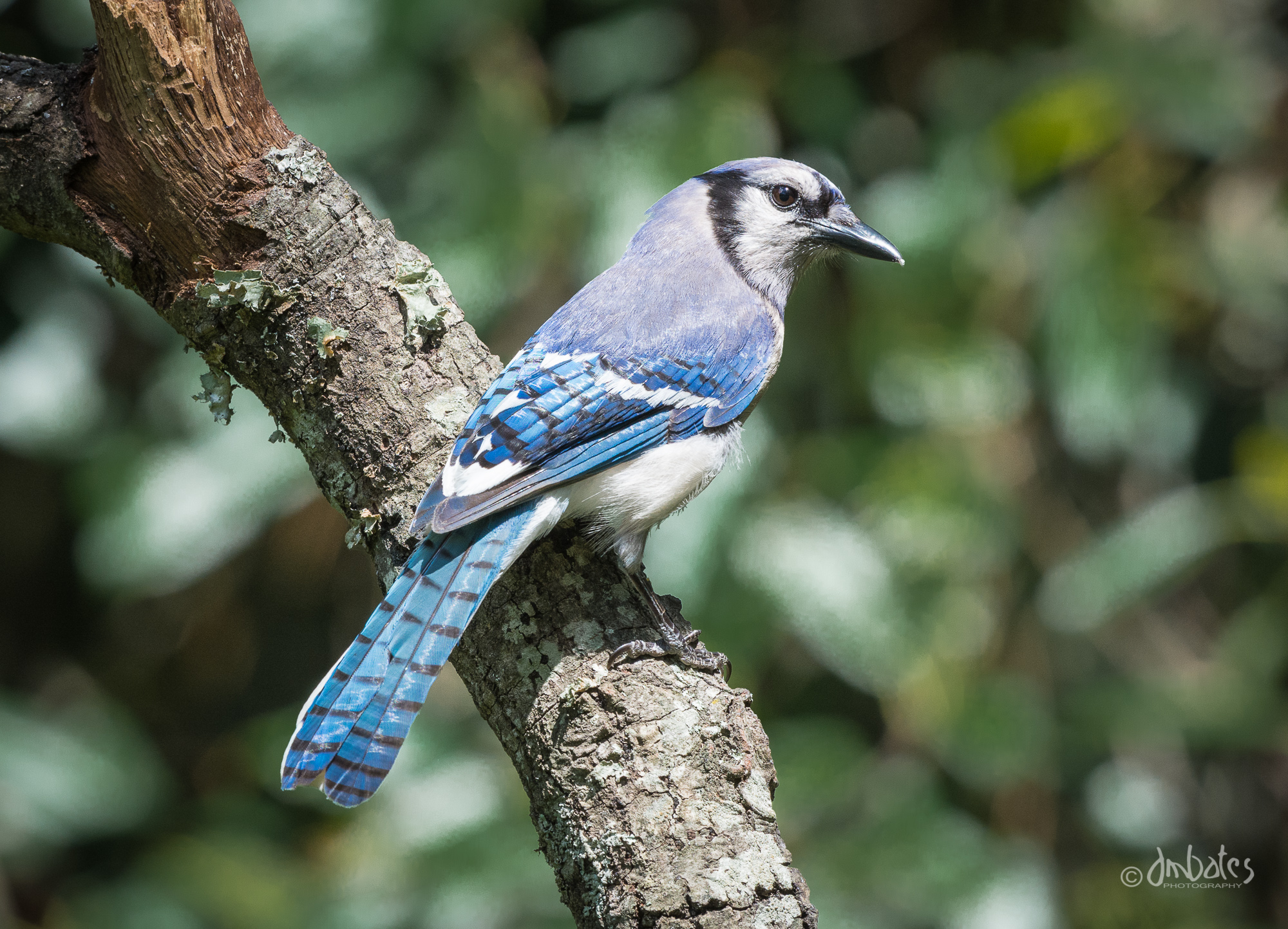 Blue Jay