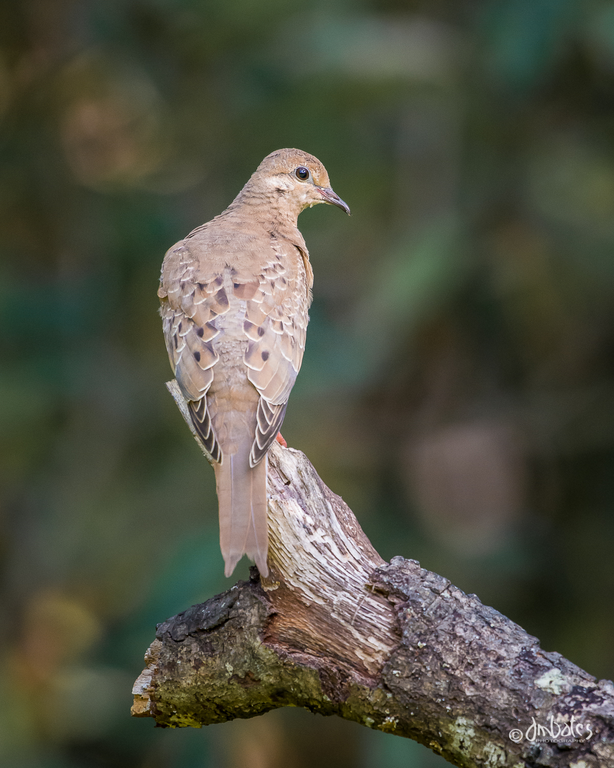 Mourning Dove, Immature