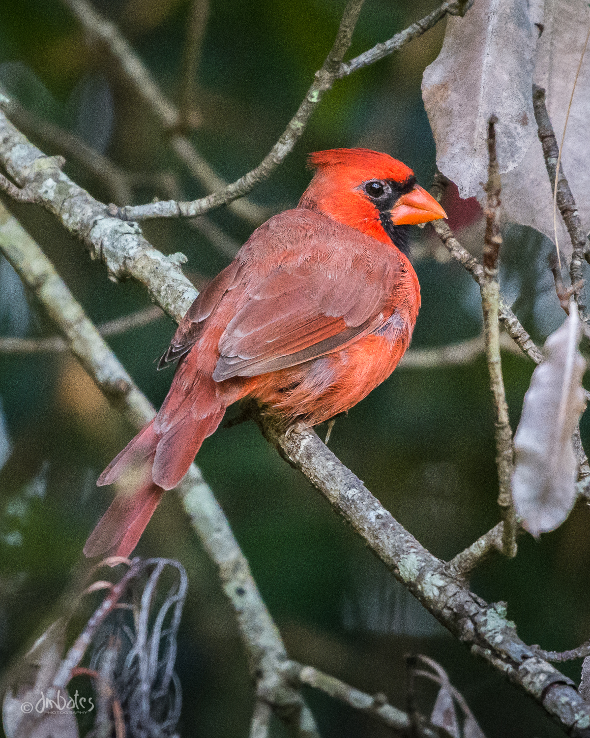 Northern Cardinal