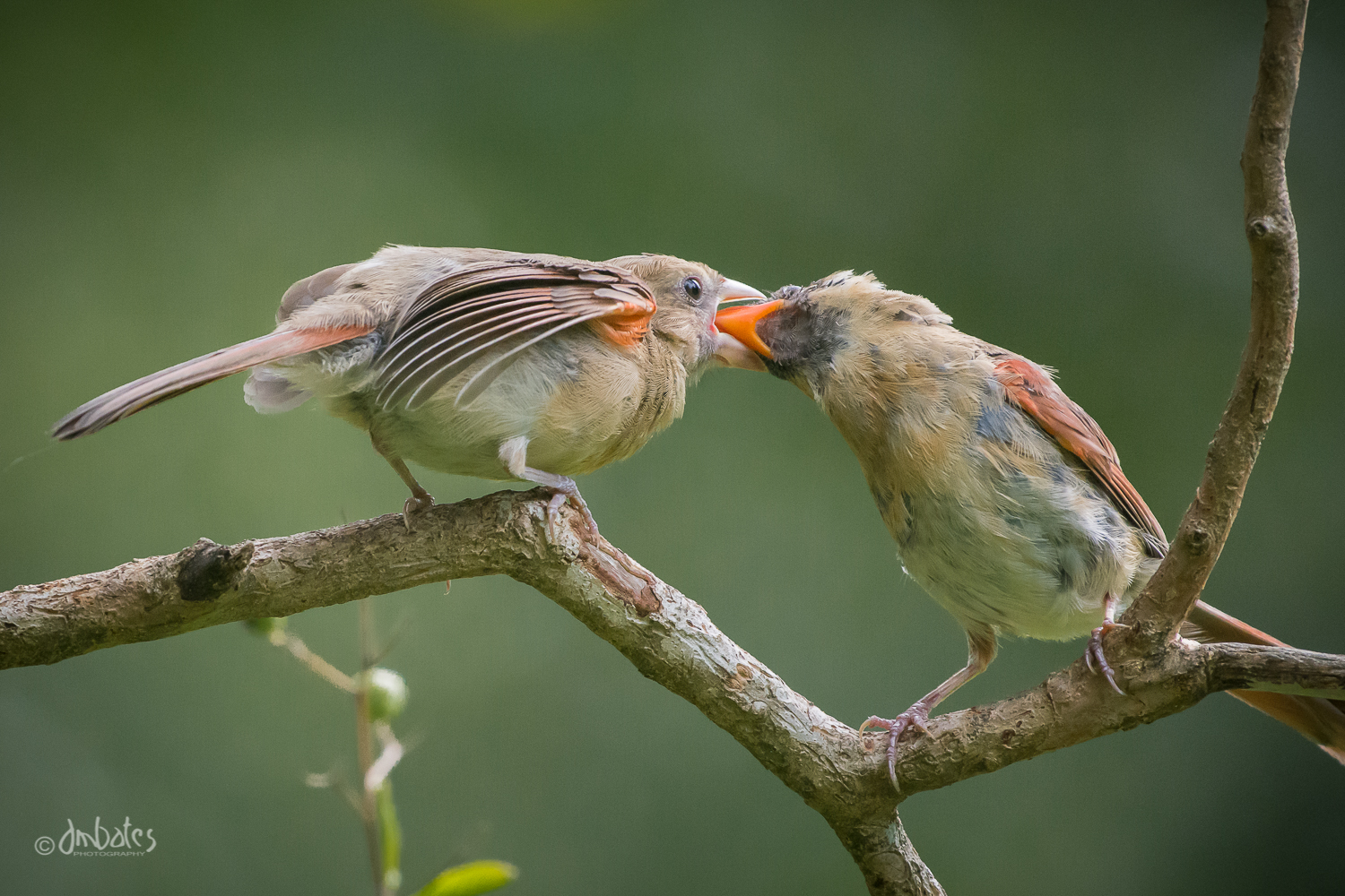 Northern Cardinals