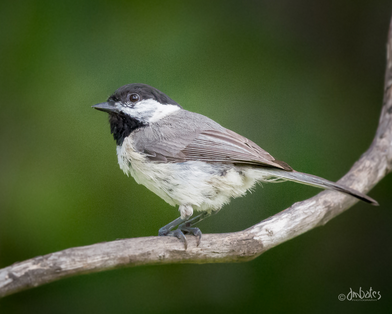 Carolina Chickadee