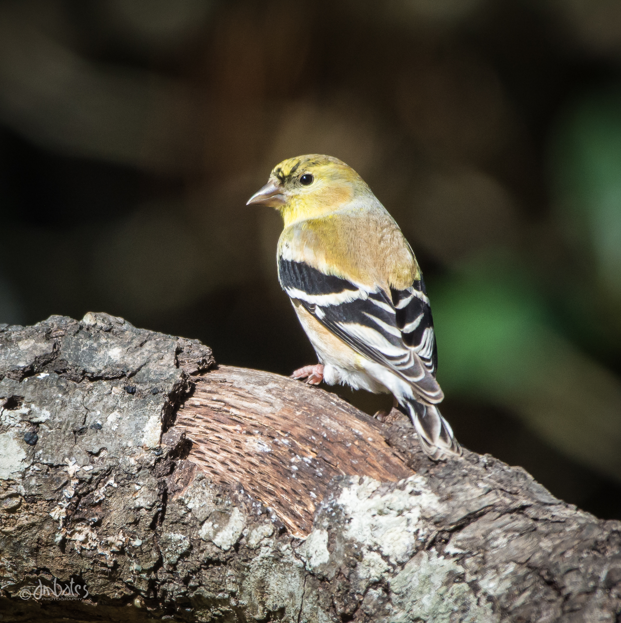 American Goldfinch, Winter