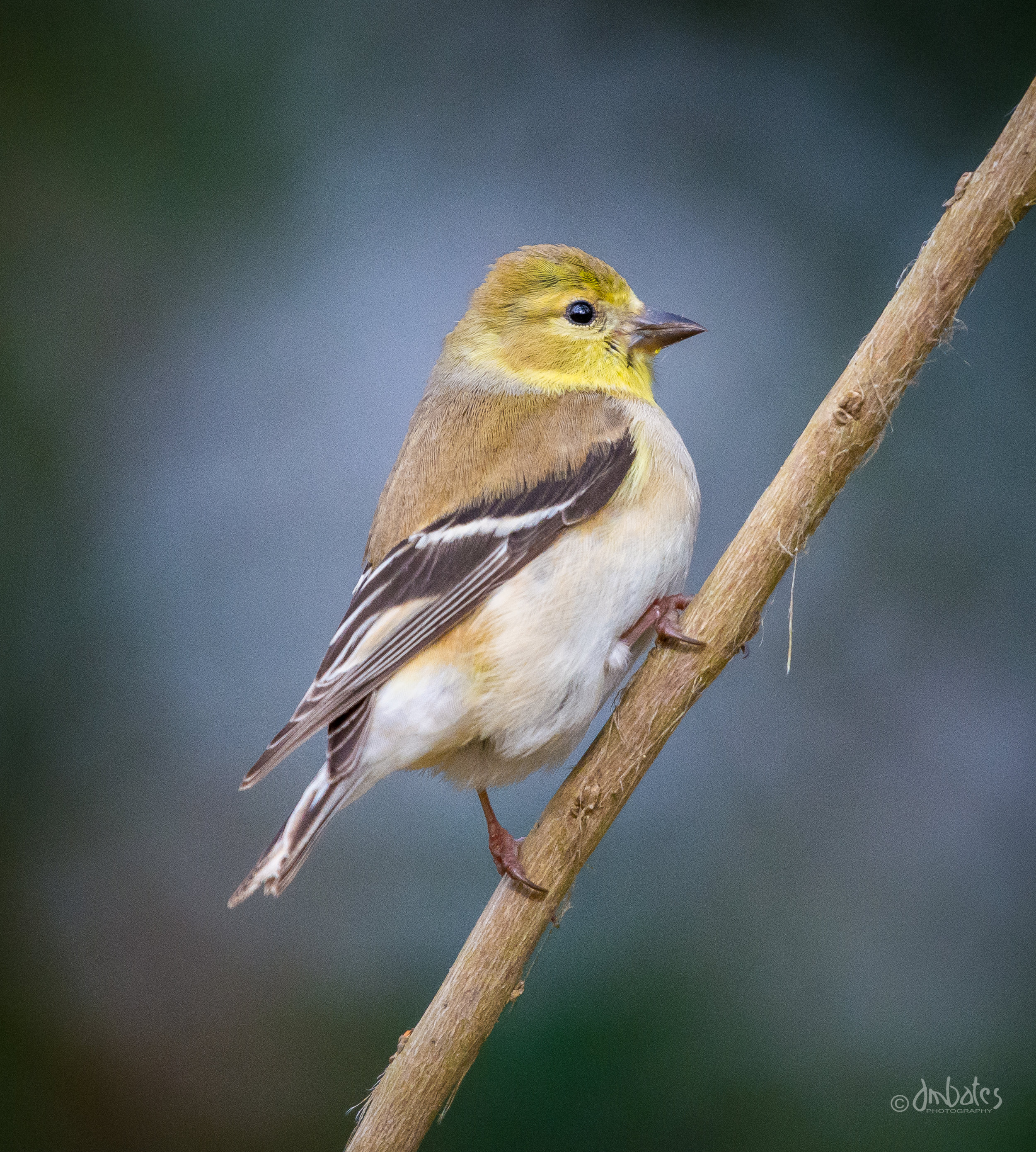 American Goldfinch, Winter