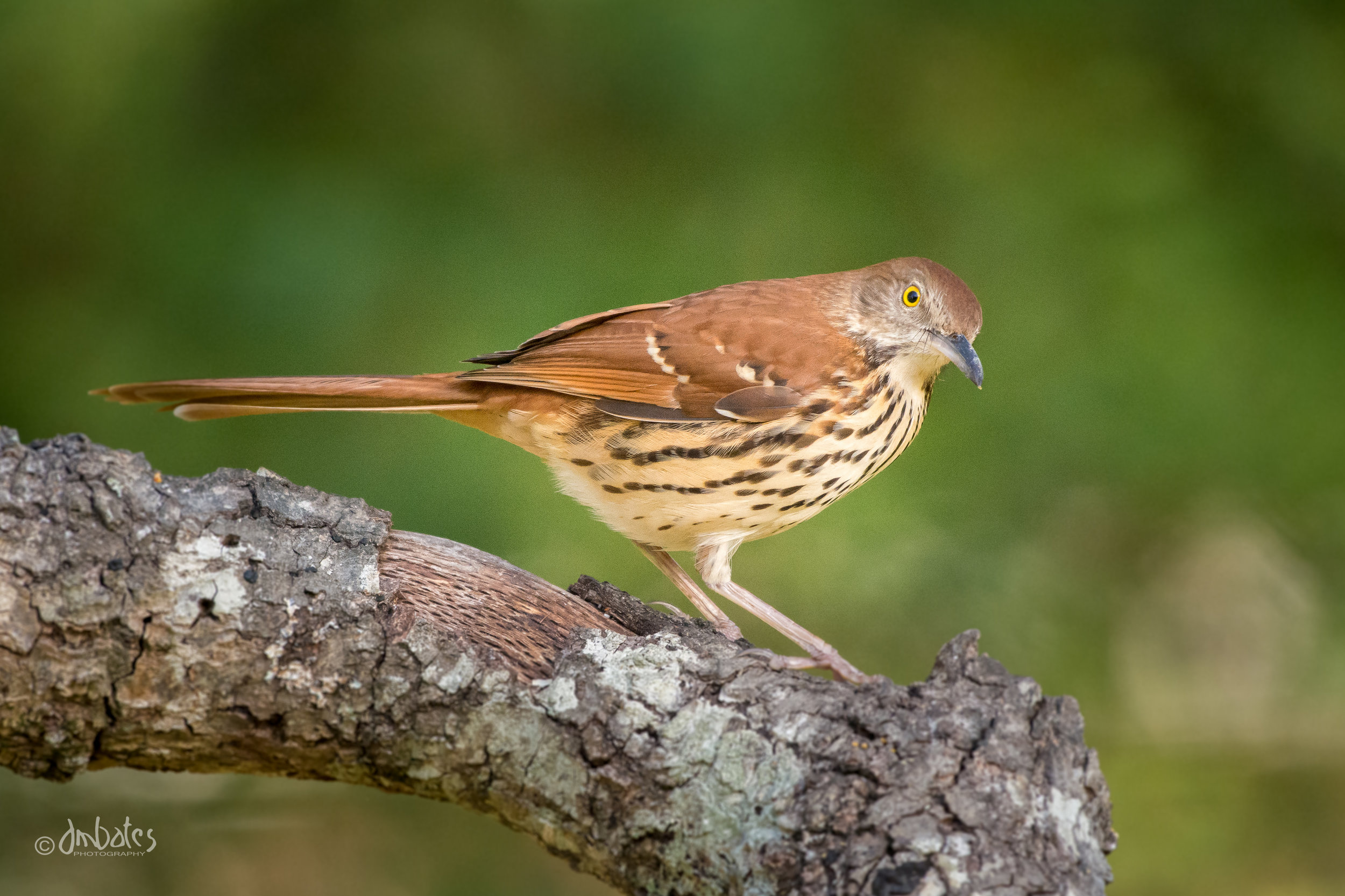 Brown Thrasher, February