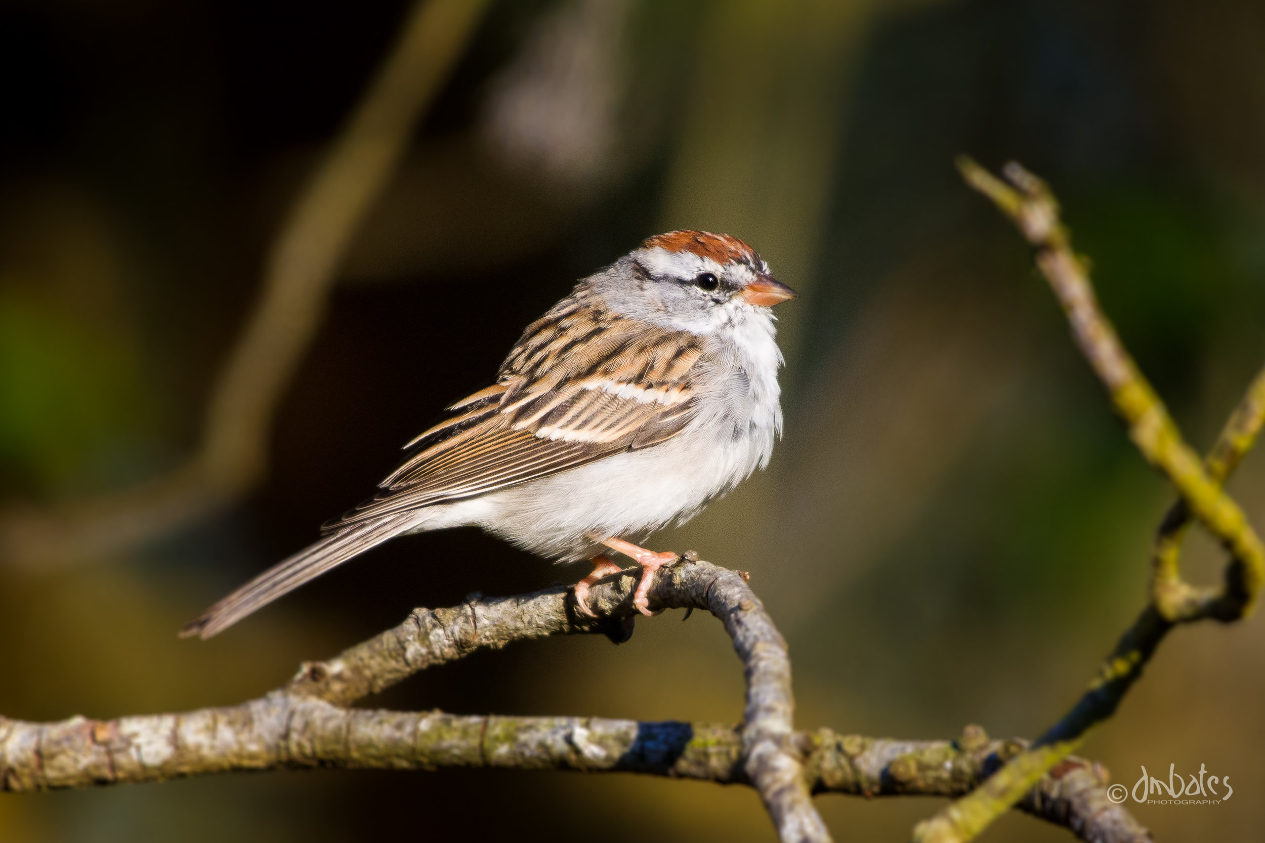 Chipping Sparrow, February