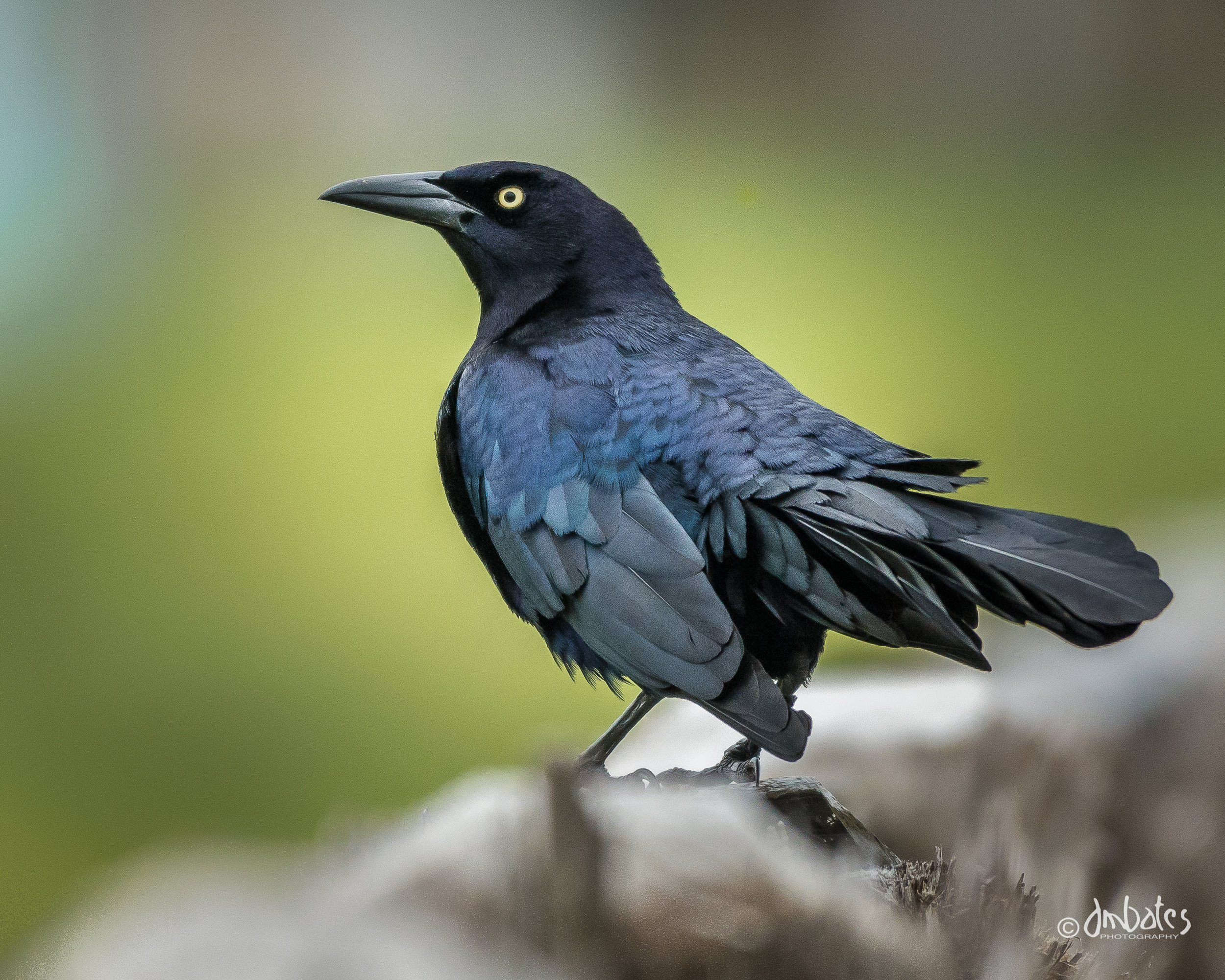 Boat-tailed Grackle, March