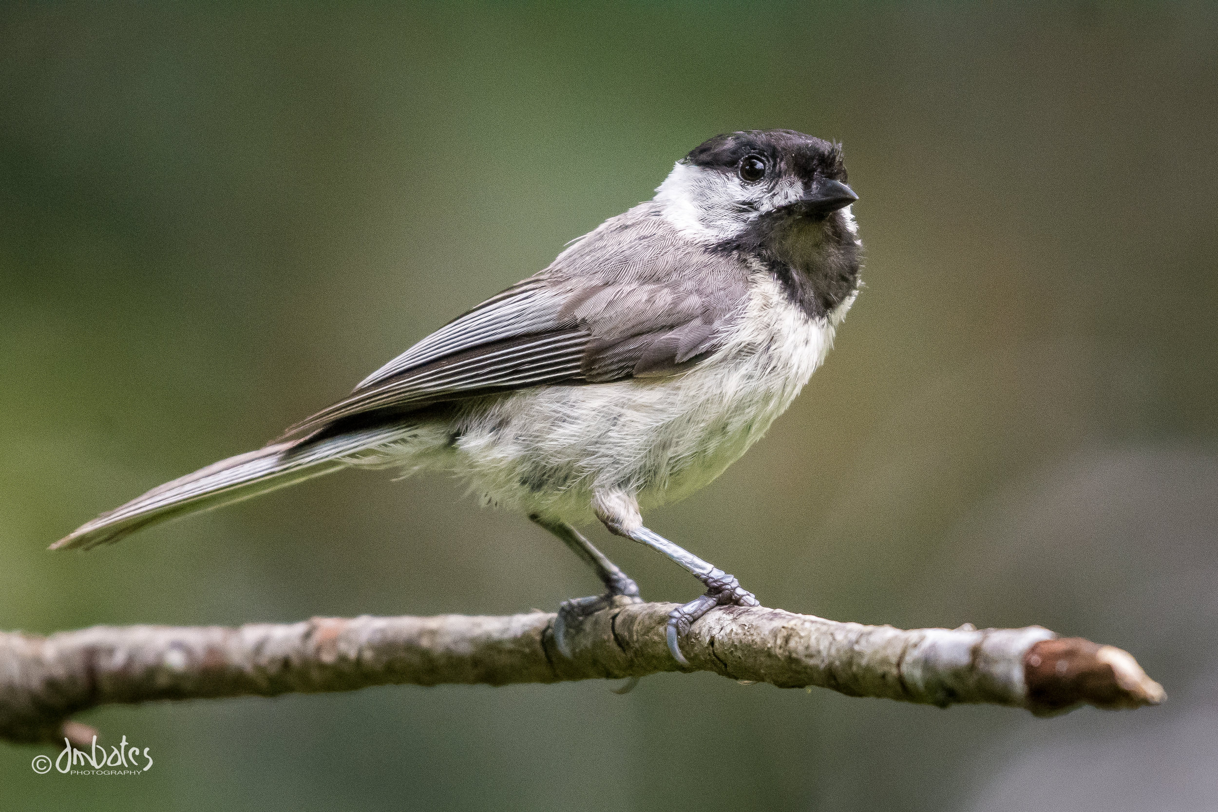 Carolina Chickadee. May