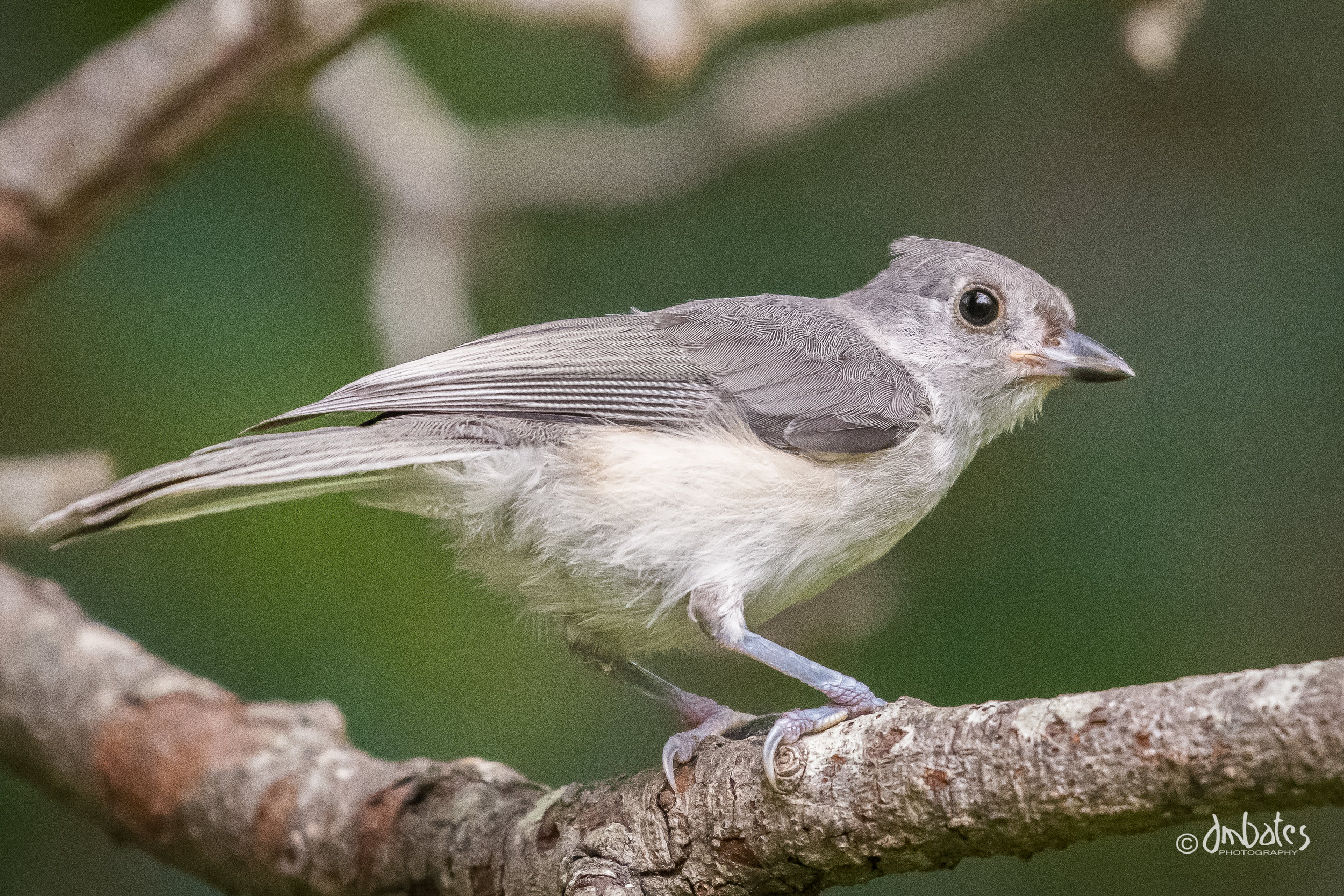 Tufted Titmouse, May