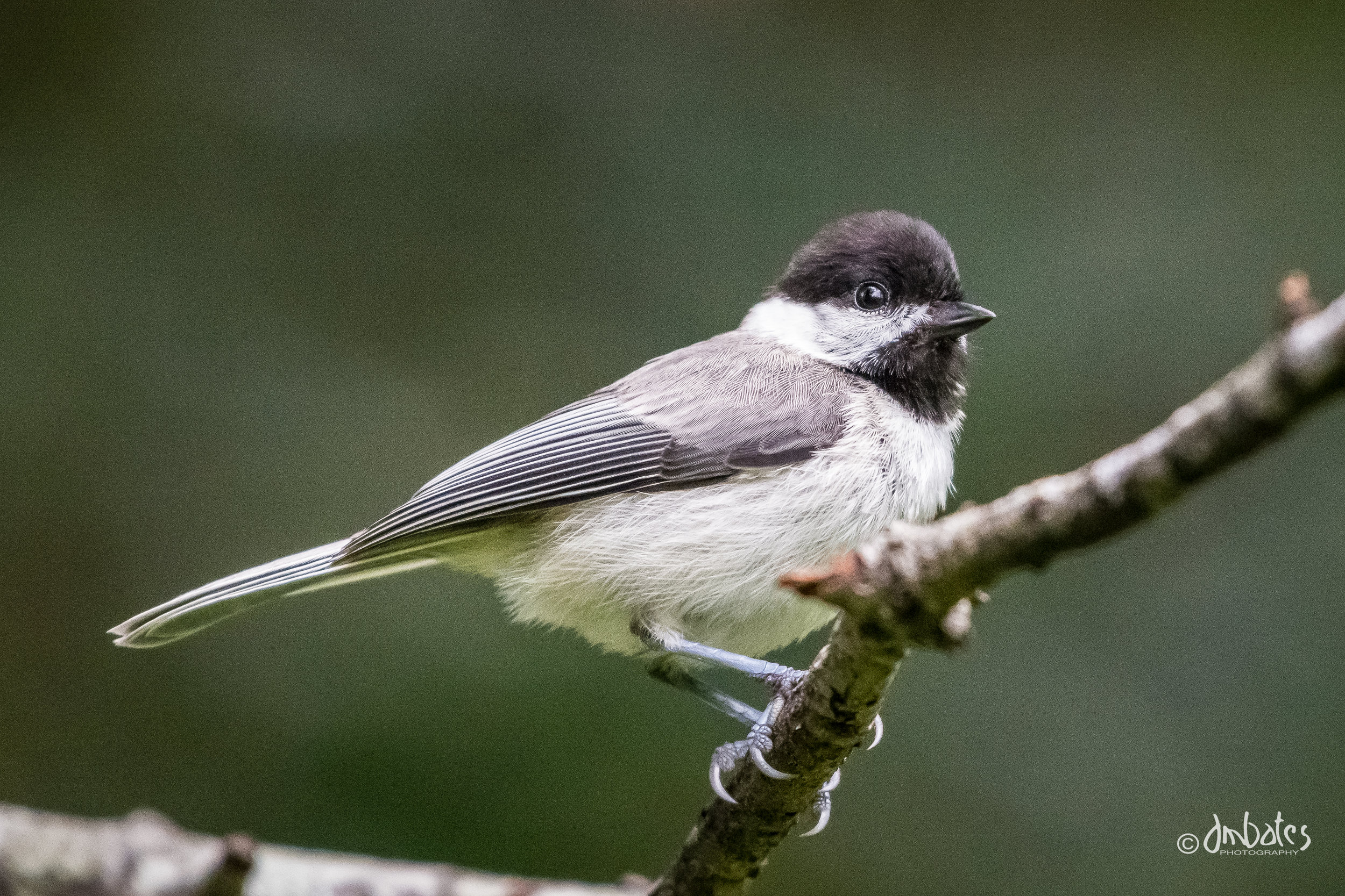 Carolina Chickadee, May