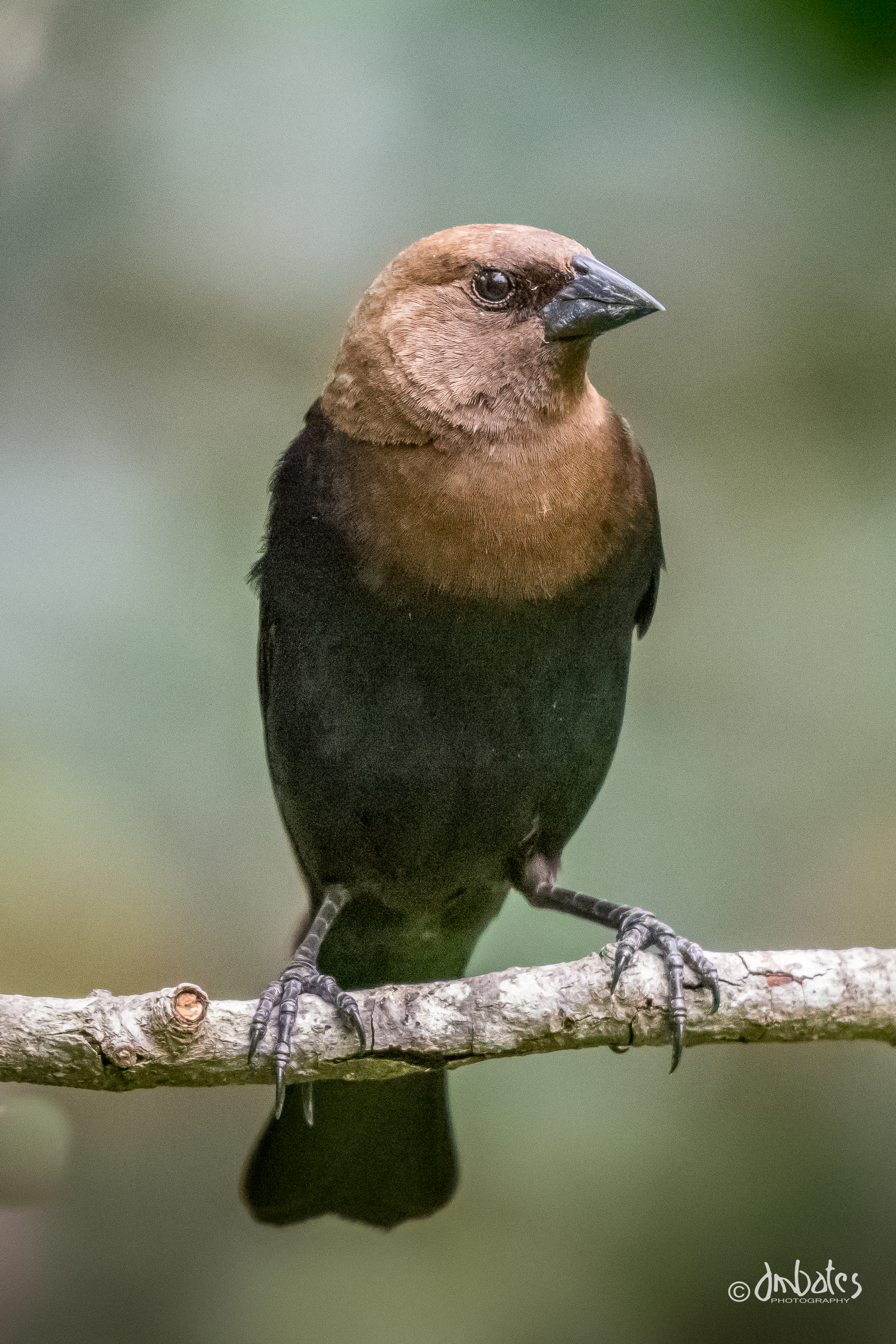 Brown-headed Cowbird, May