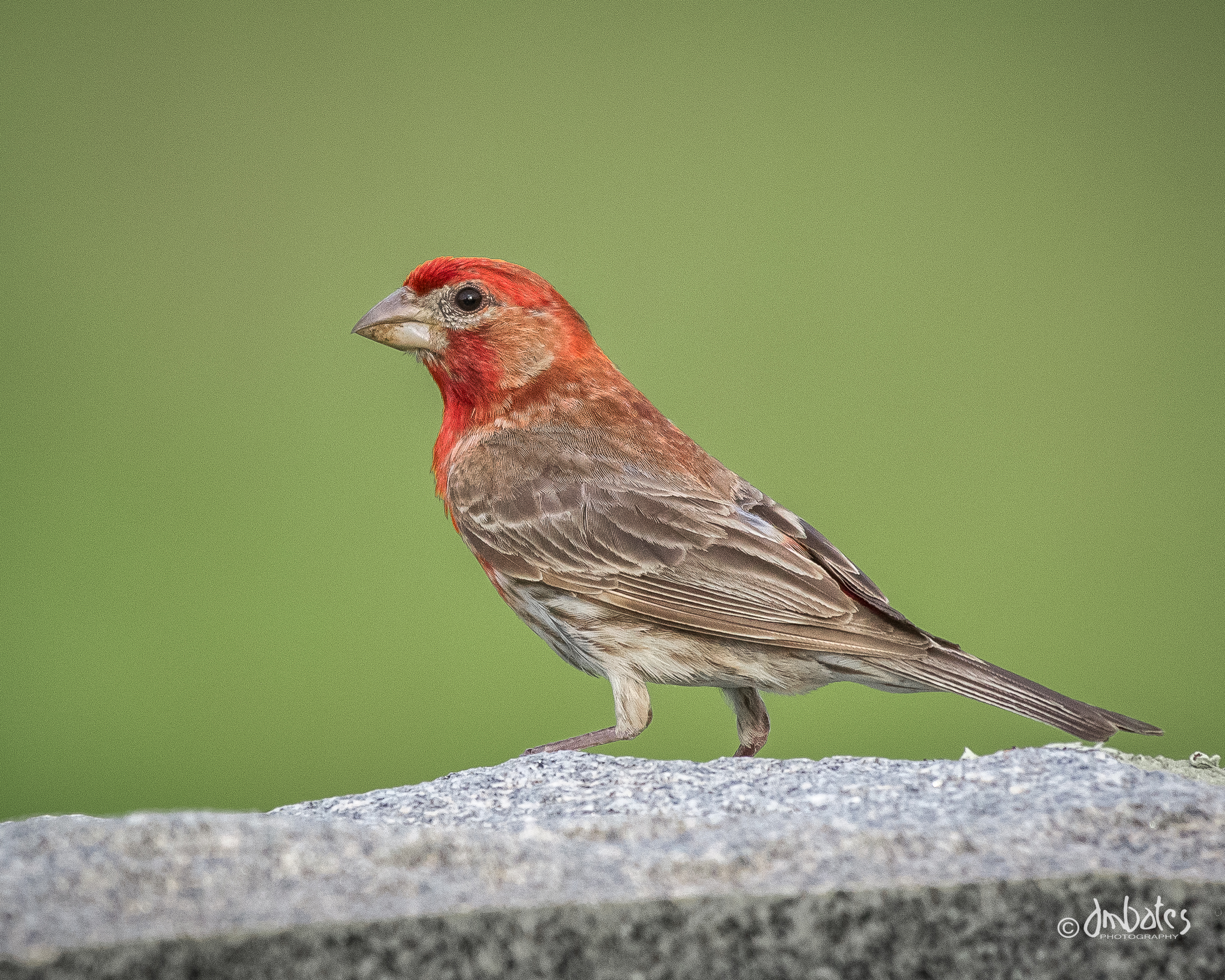 House Finch, May