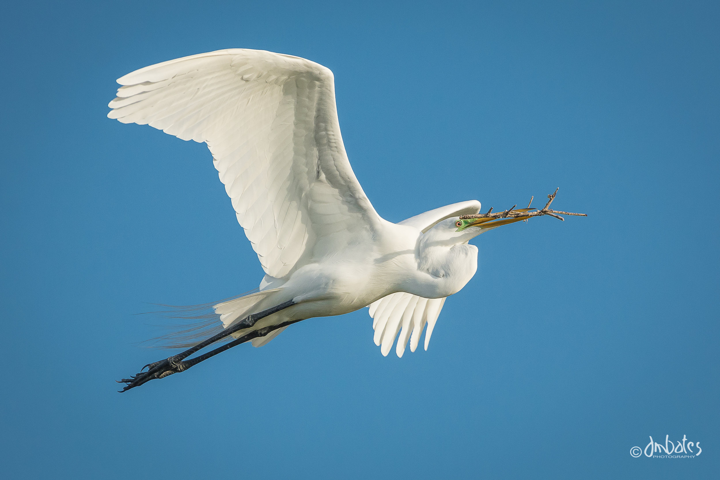 Great Egret with nesting materials at the rookery at Rockport, TX.