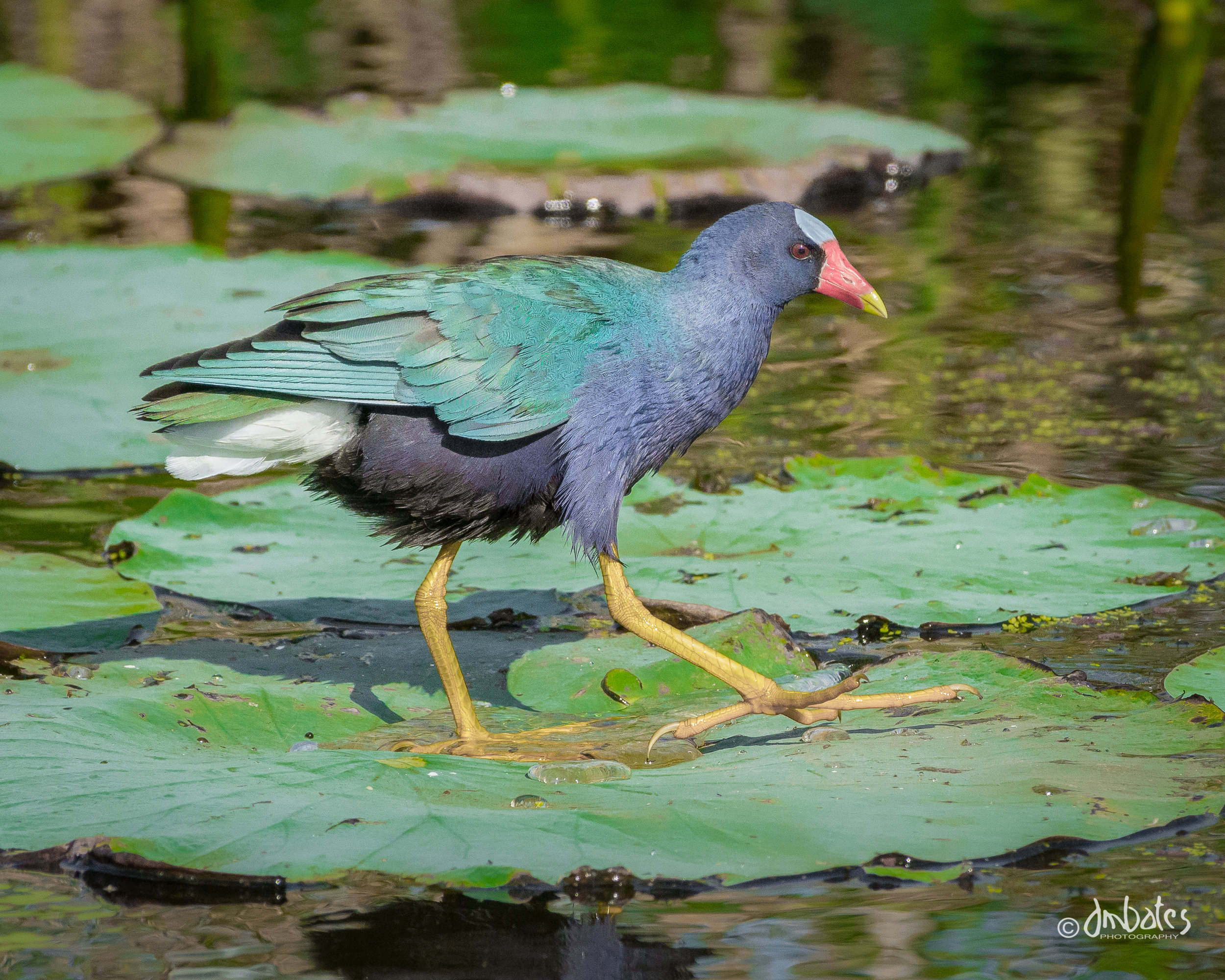 Purple Galinule walking on lily pads at Anahuac NWR.
