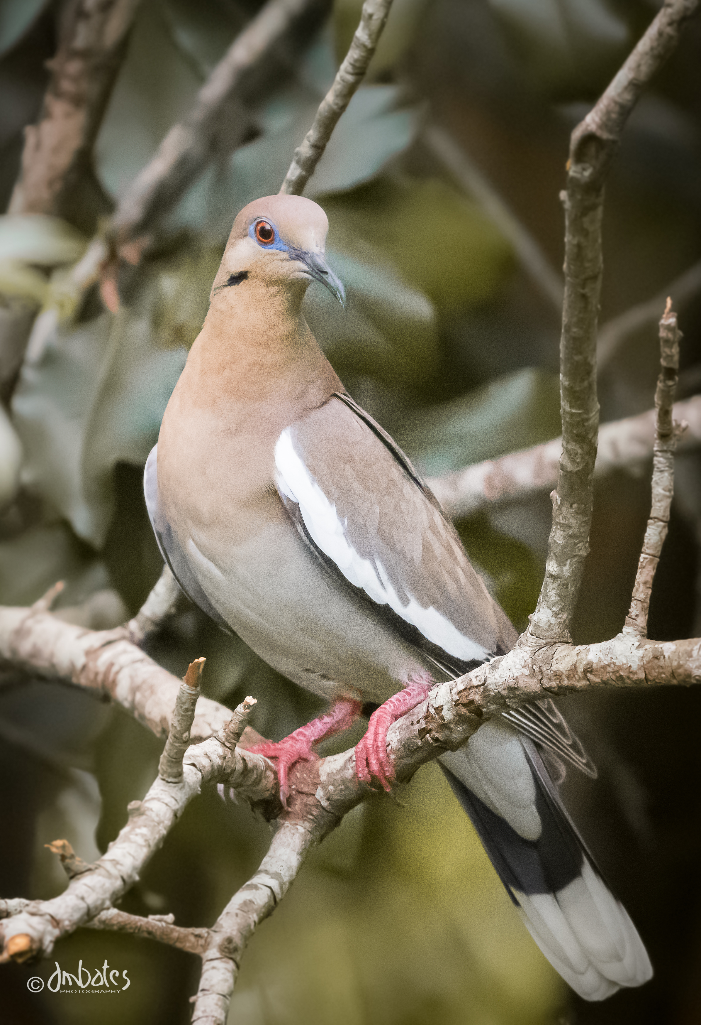 White-winged Dove, June