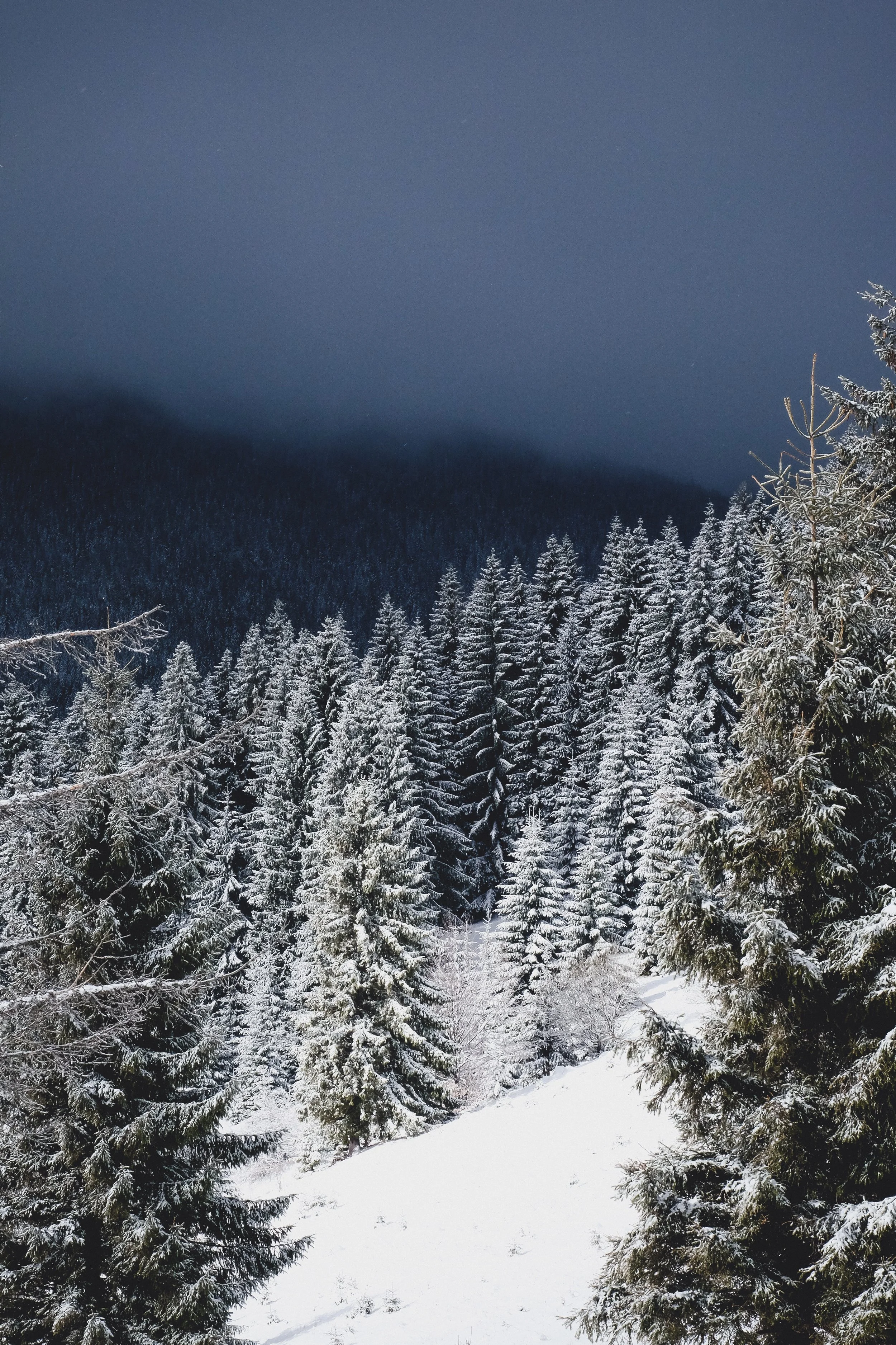MOUNTAIN PINE CANDLE.jpg