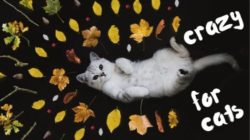 CRAZY+FOR+CATS.jpg