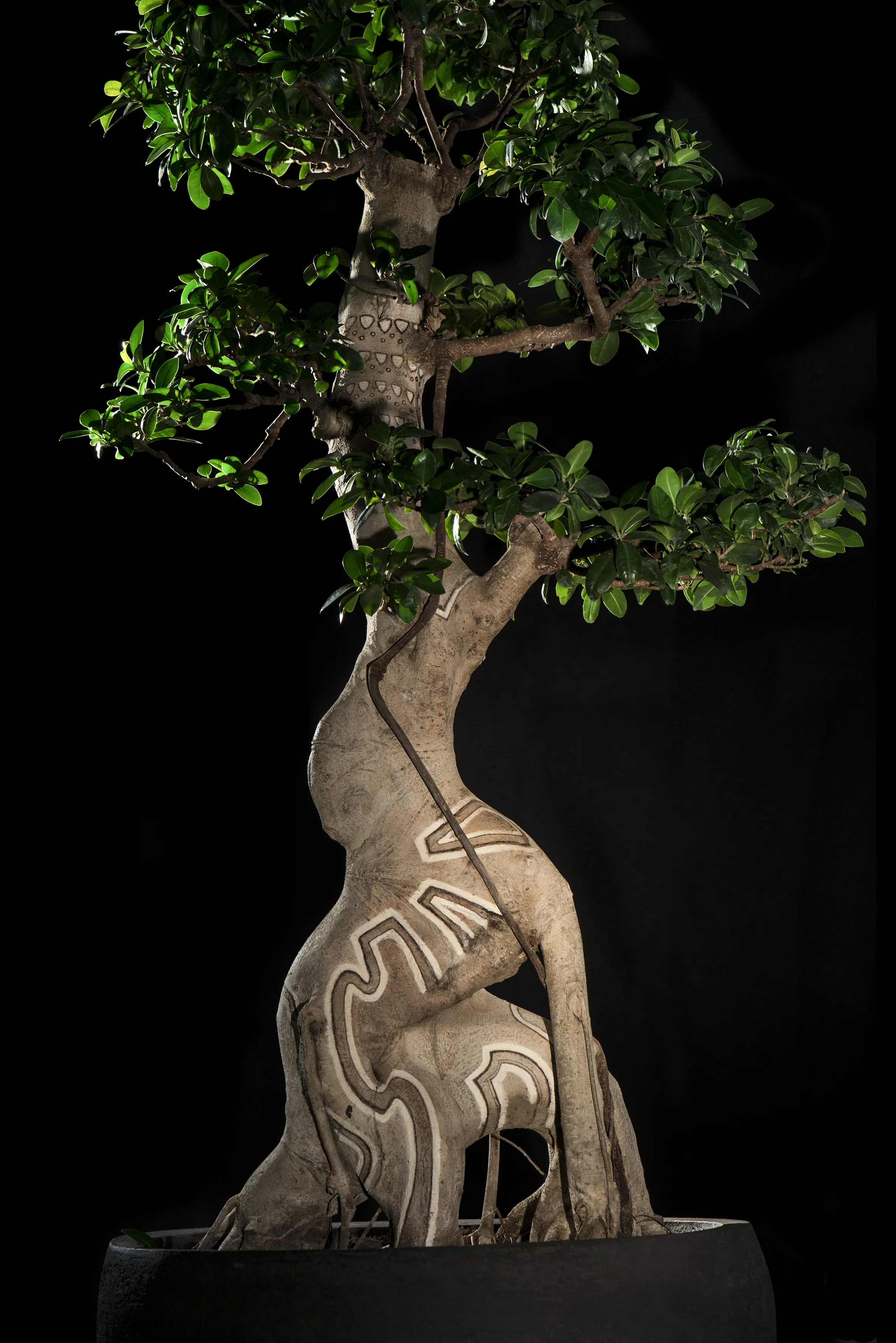 Arbre2-FdNoir-JPG30.jpg