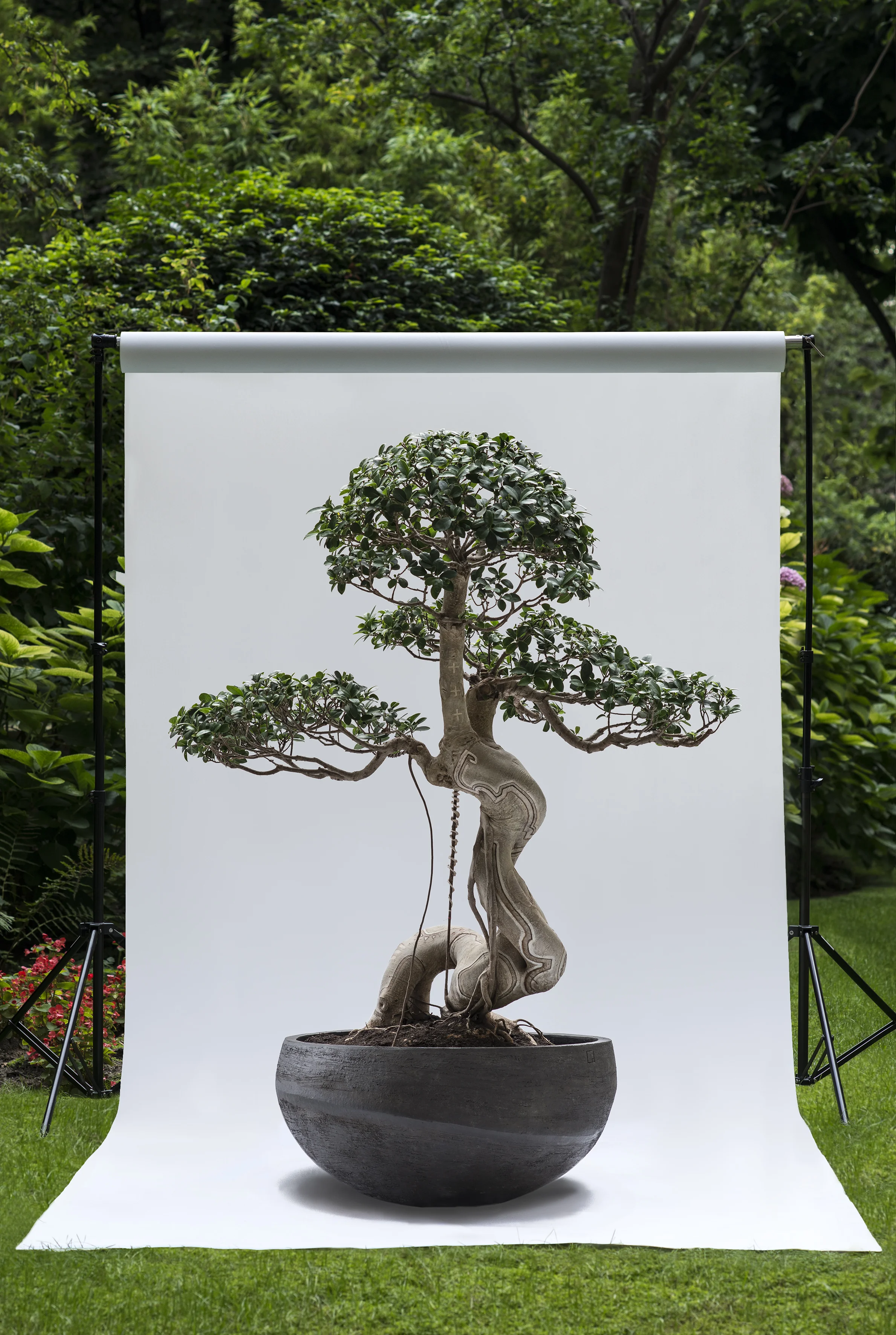 Arbre1-P2-Ext-JPG30.jpg