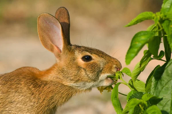 rabbit-eating-garden-plant_bit1zn.jpg