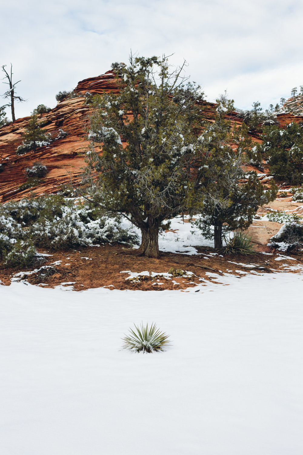 Zion National Park in winter