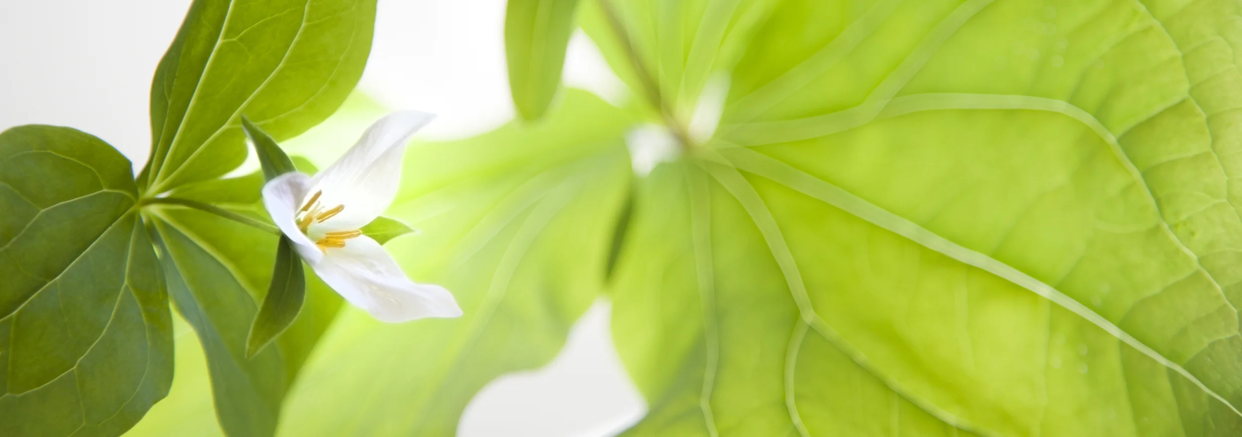 Trillium flower