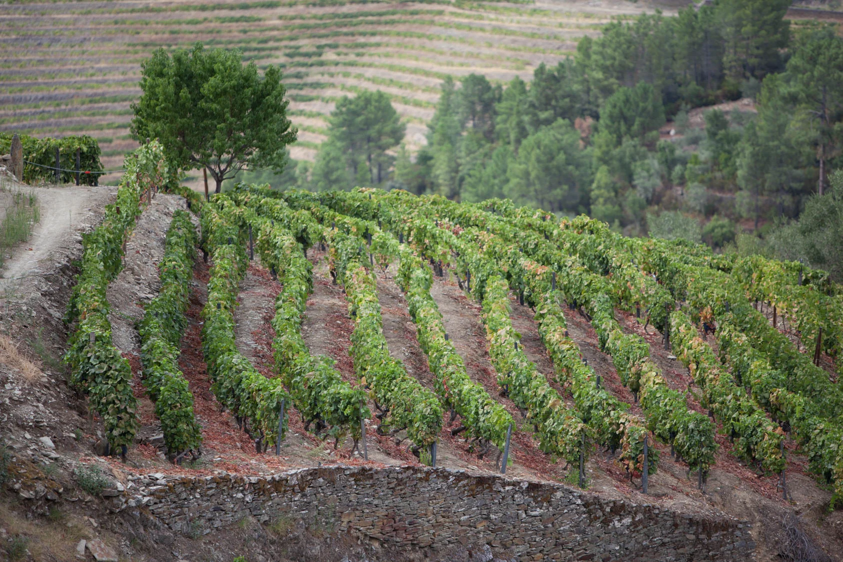 2016-09-14-Douro2-00179.jpg