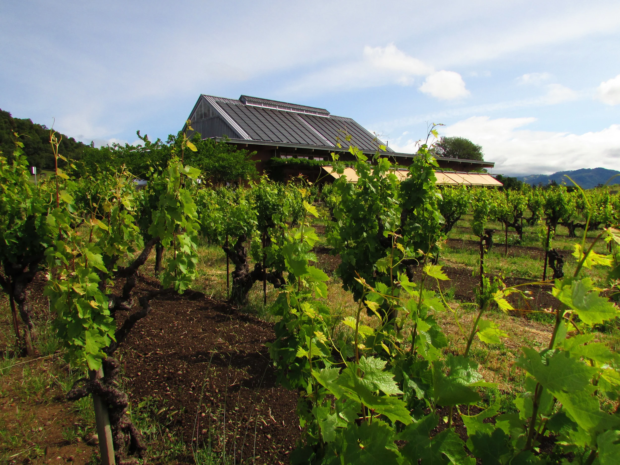 Ridge Vineyards