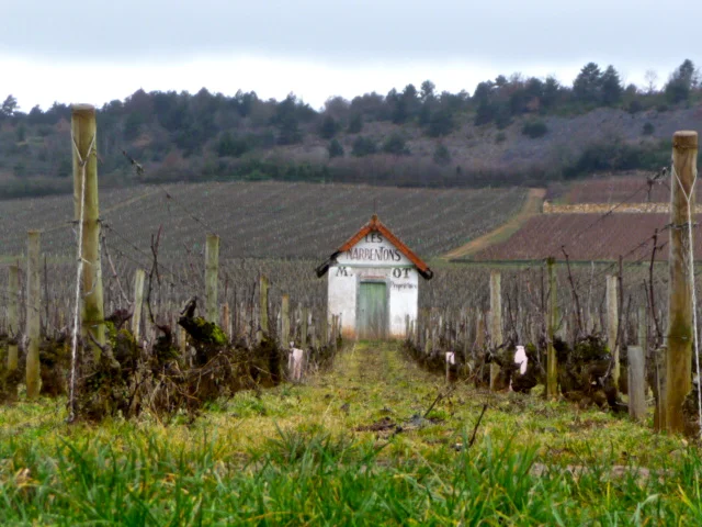 Dormant vineyards in Savigny-les-Beaune