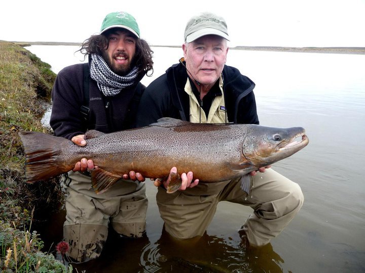 Sea Run Brown Trout