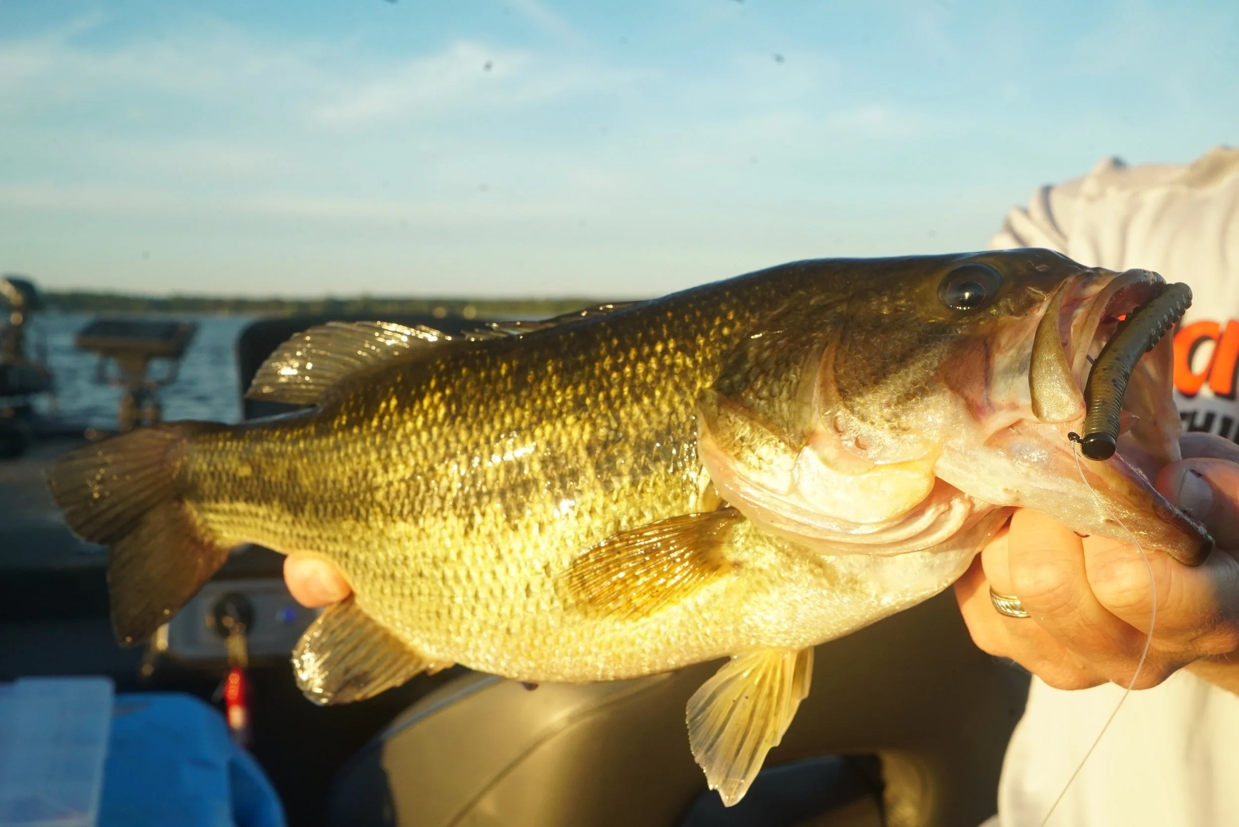 Minnesota Largemouth Bass Fishing Guide Livin' The Dream Guide Service