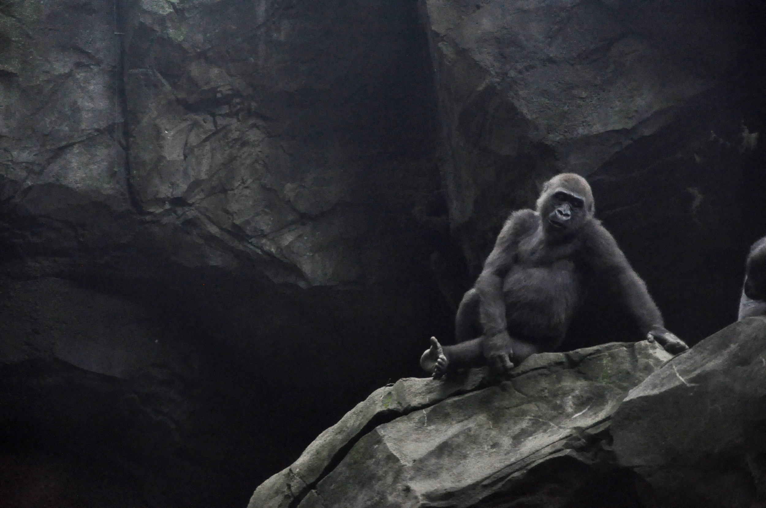 Bronx Zoo, New York; 2012