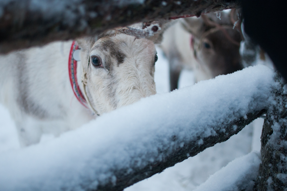 Levi, Finland ; December 2014